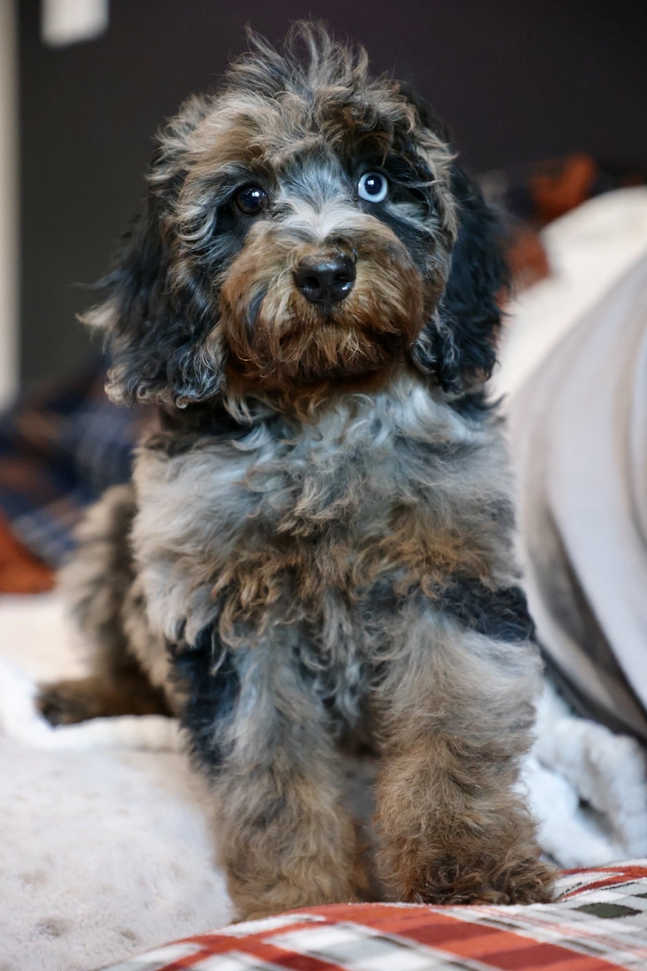 Micro Multi-Gen Bernedoodle (Male)  “Shepherd”