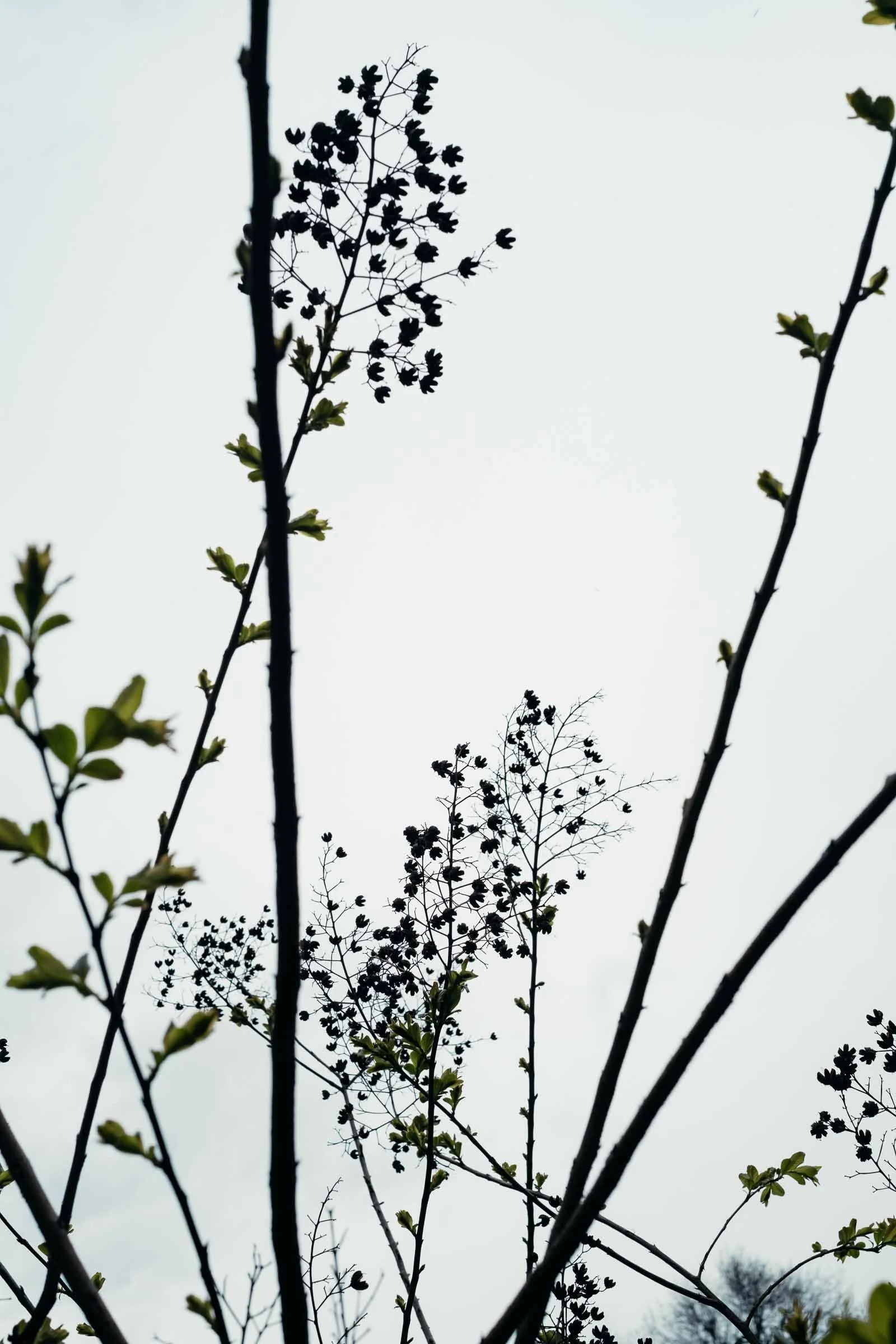IMAGE-114.jpg