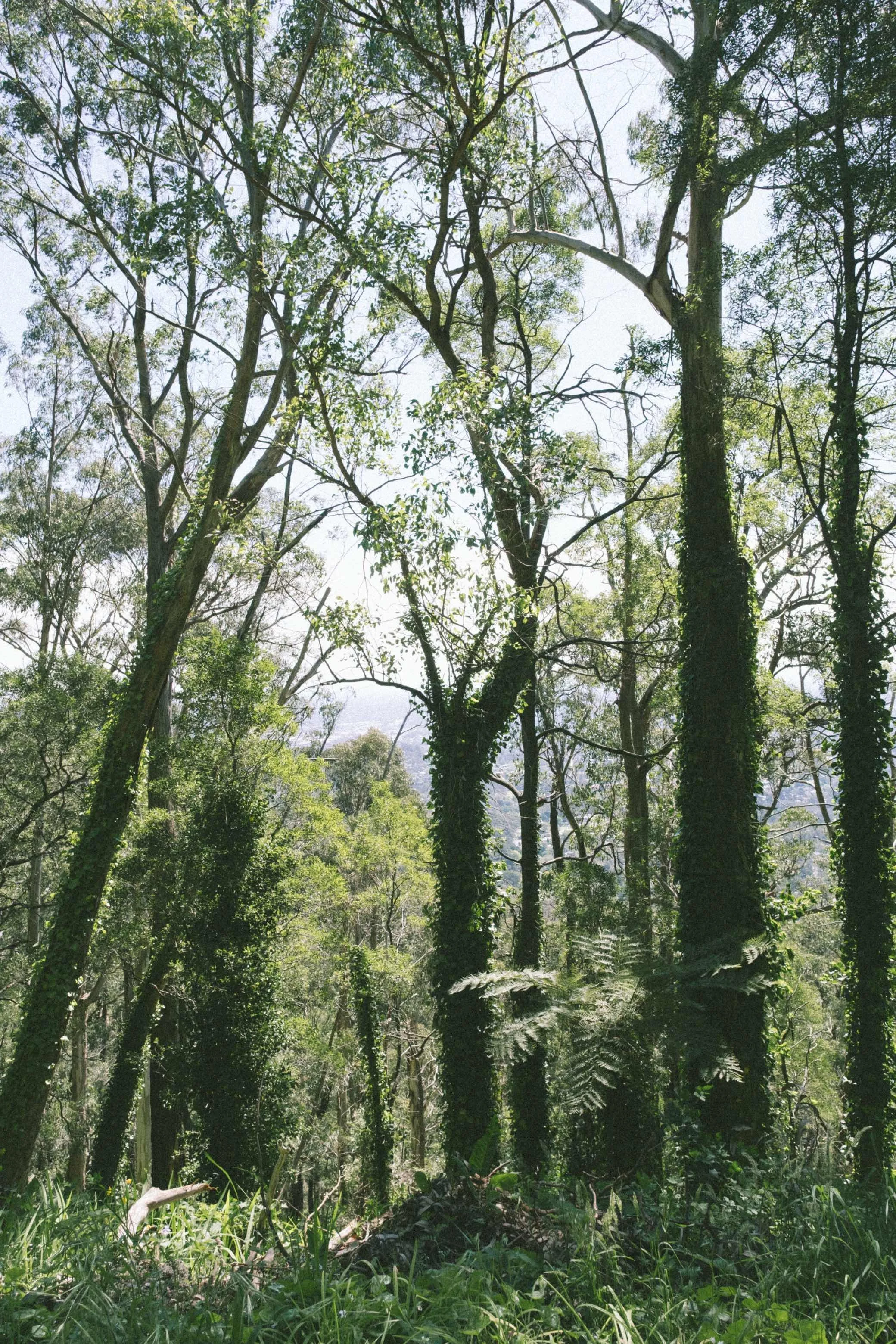 IMAGE-1.jpg