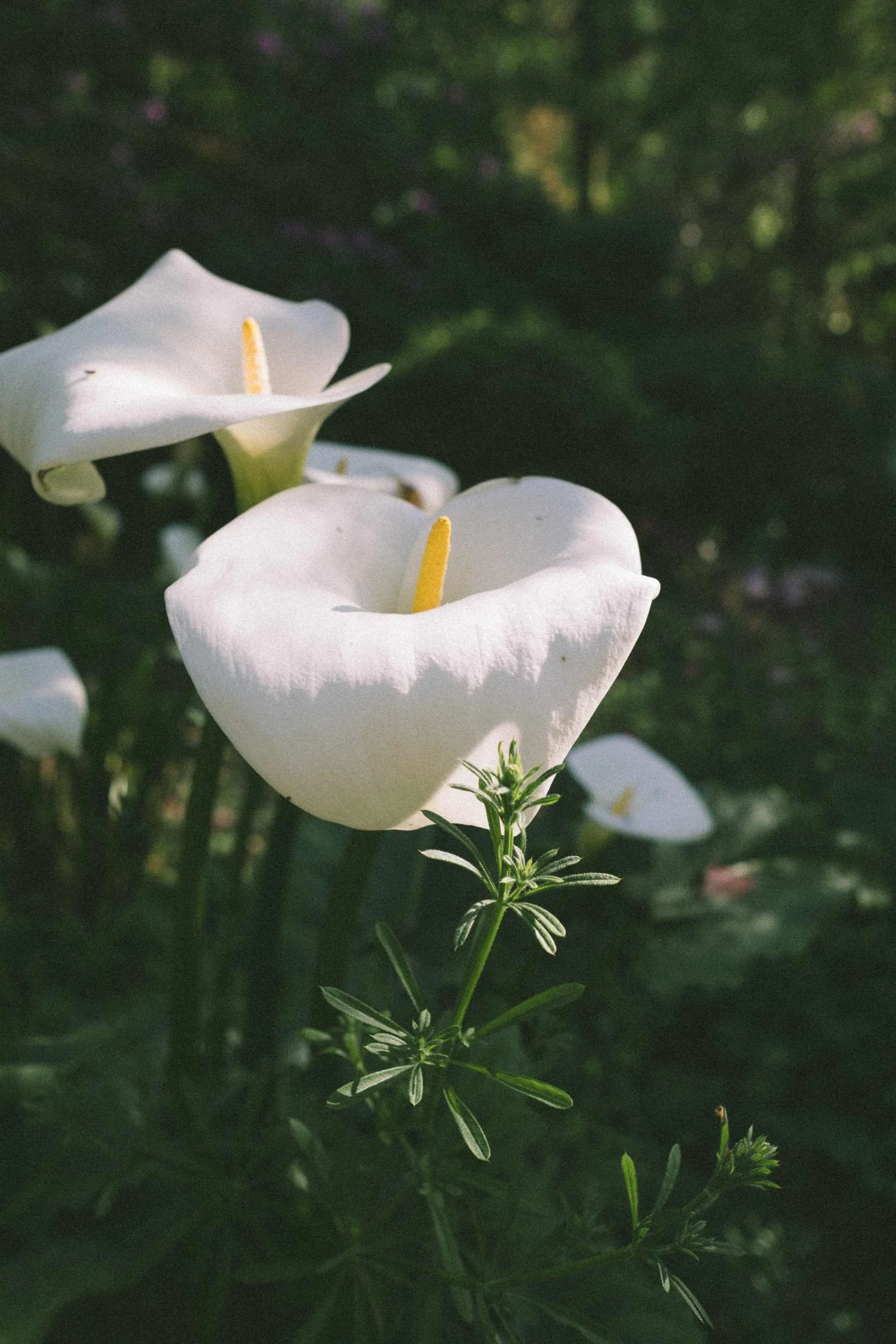 IMAGE-85.jpg