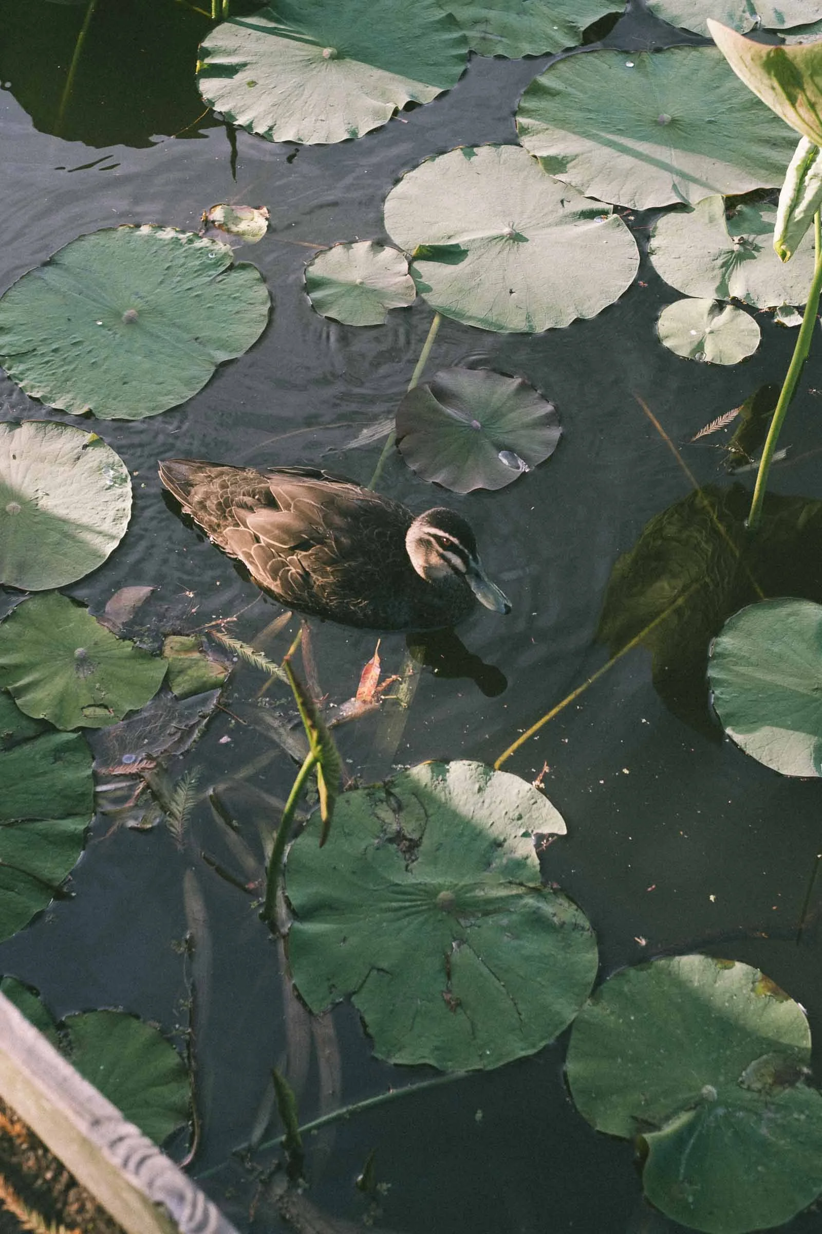 MELBOURNE BOTANICAL GARDEN WEDDING RECEPTION AT THE TERRACE, A DUCK IN A NEARBY POND