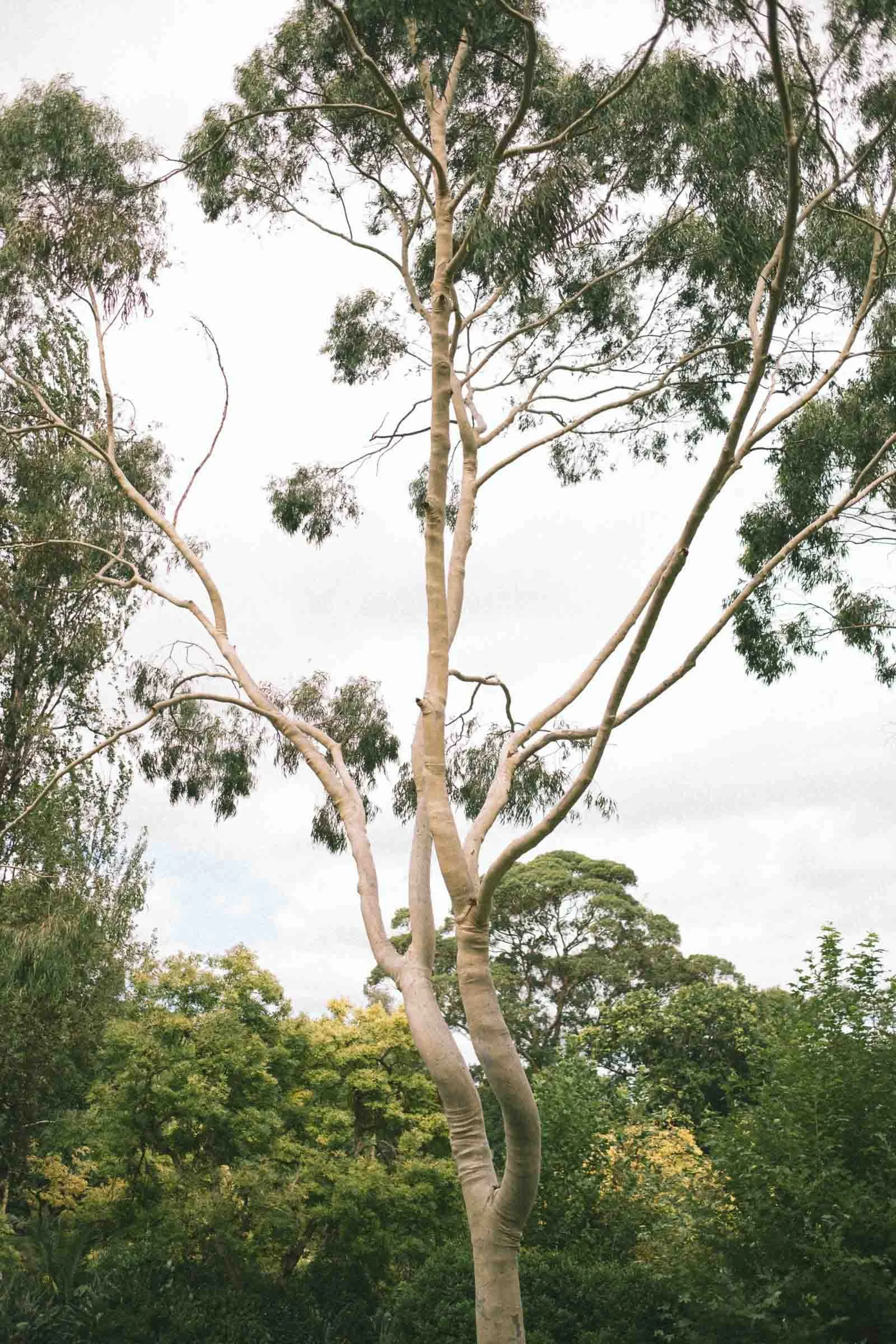 MELBOURNE_ELOPEMENT_PHOTOGRAPHY-85.jpg