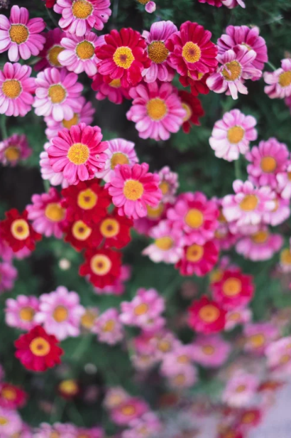 Cluster of pink, red, and yellow flowers with green foliage background.