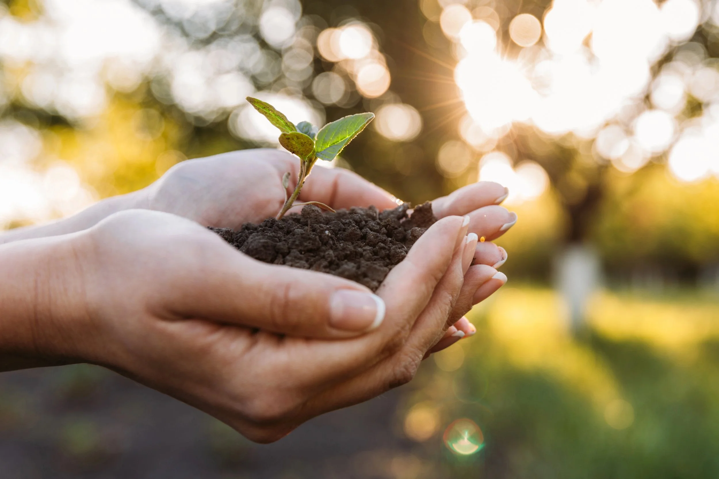 hands holding seedling.jpg