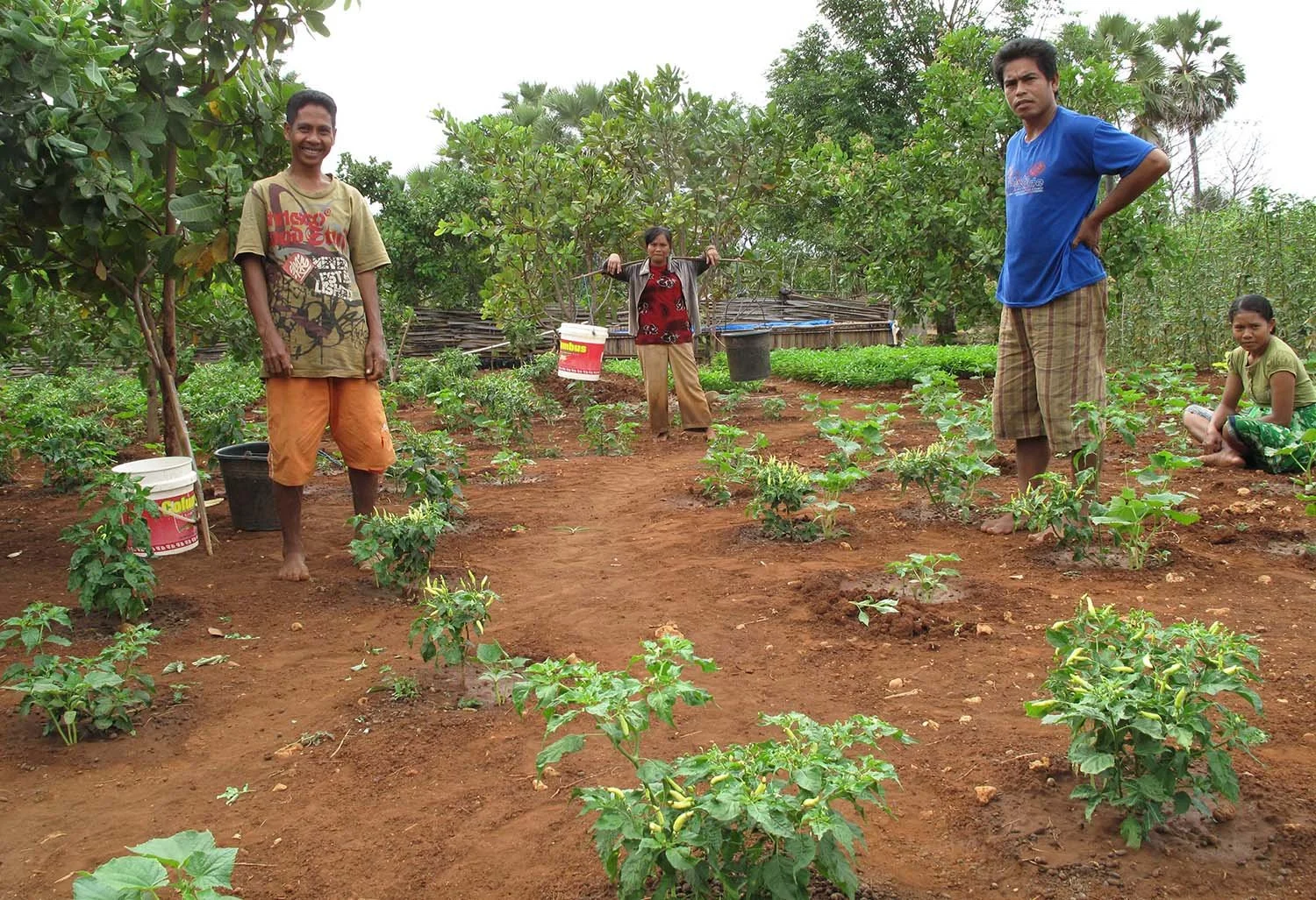 Chili-west-timor-garden