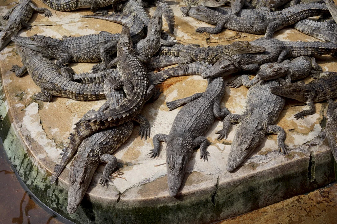 Samutprakarn Crocodile Farm