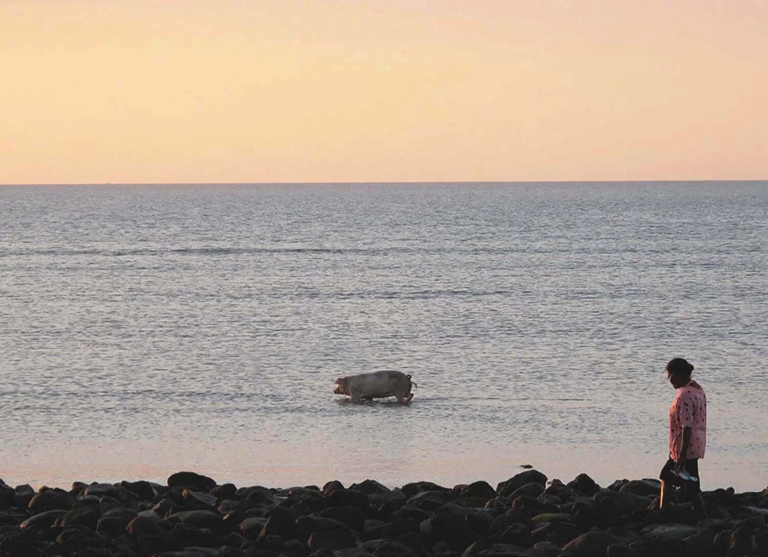kupang-pig-timor-hemenway.jpg