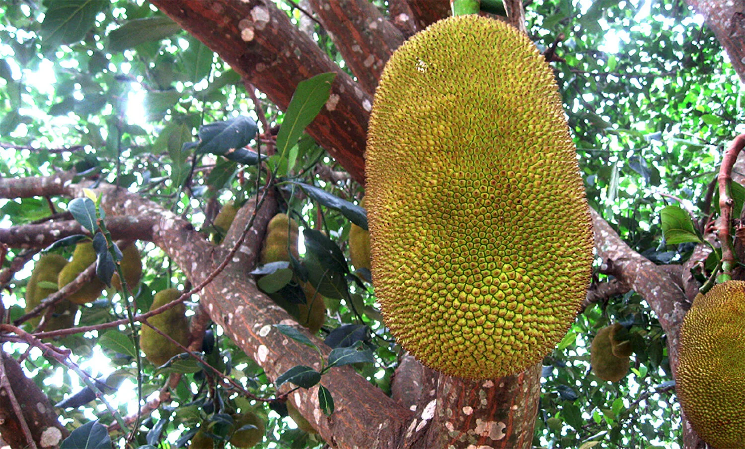 jackfruit-thailand-hemenway.jpg