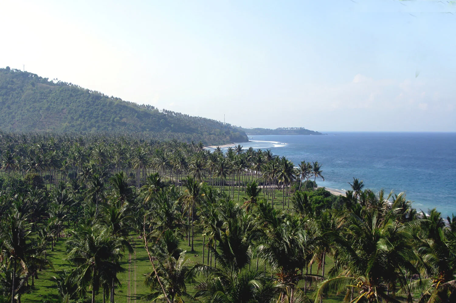 lombok-island-palm-tree-hemenway.jpg