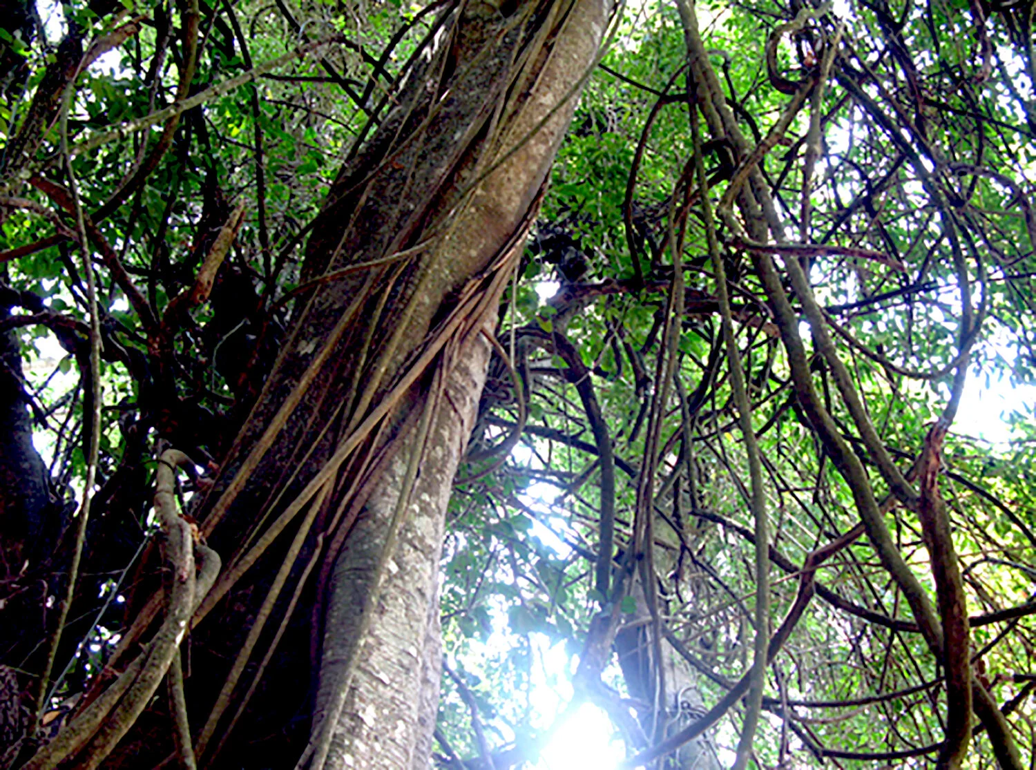 taru-menyan-tree.jpg