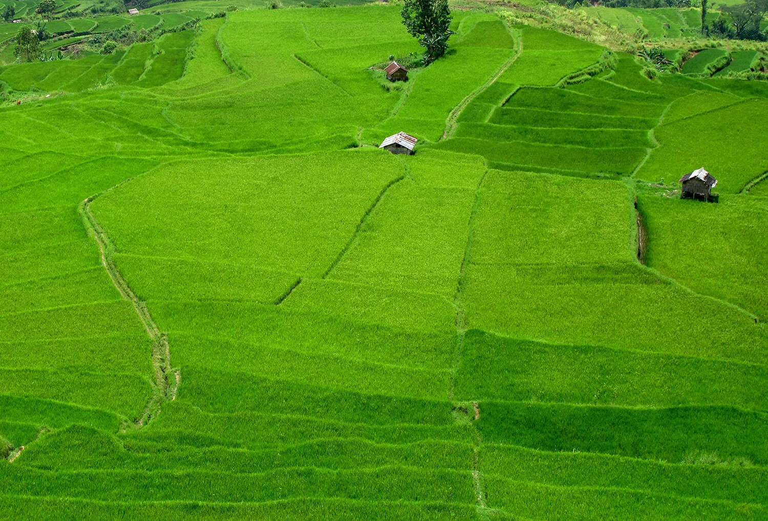 Rice Fields are abundant in Flores.