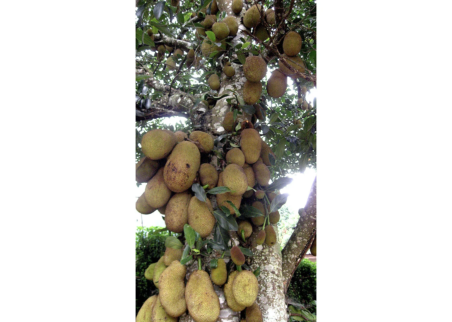 jackfruit-growing.jpg