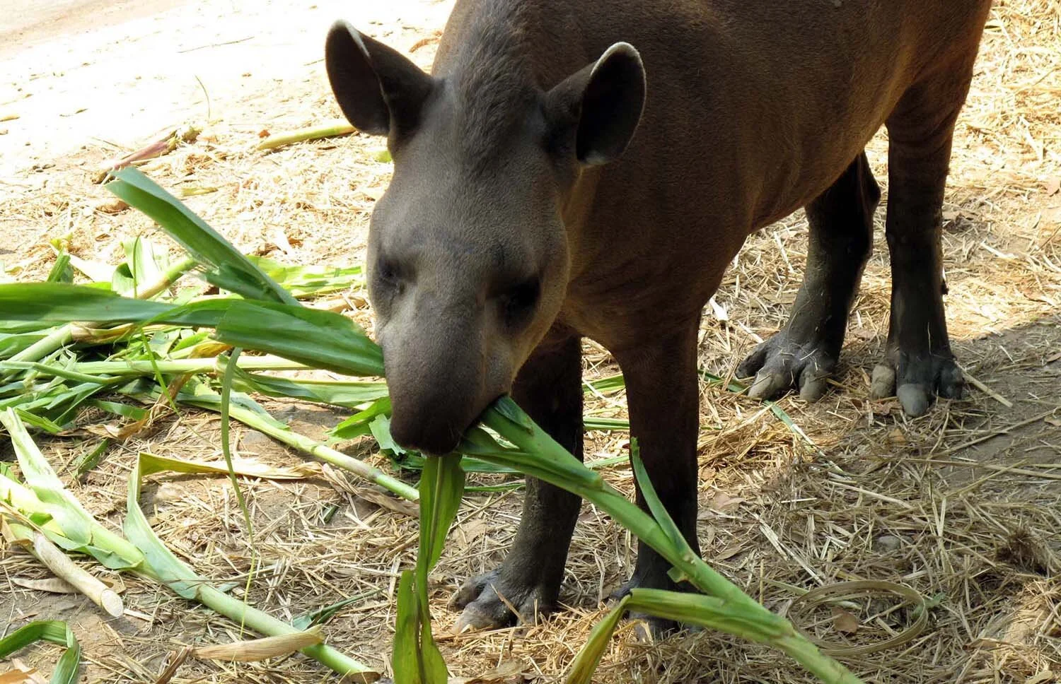 Tapir