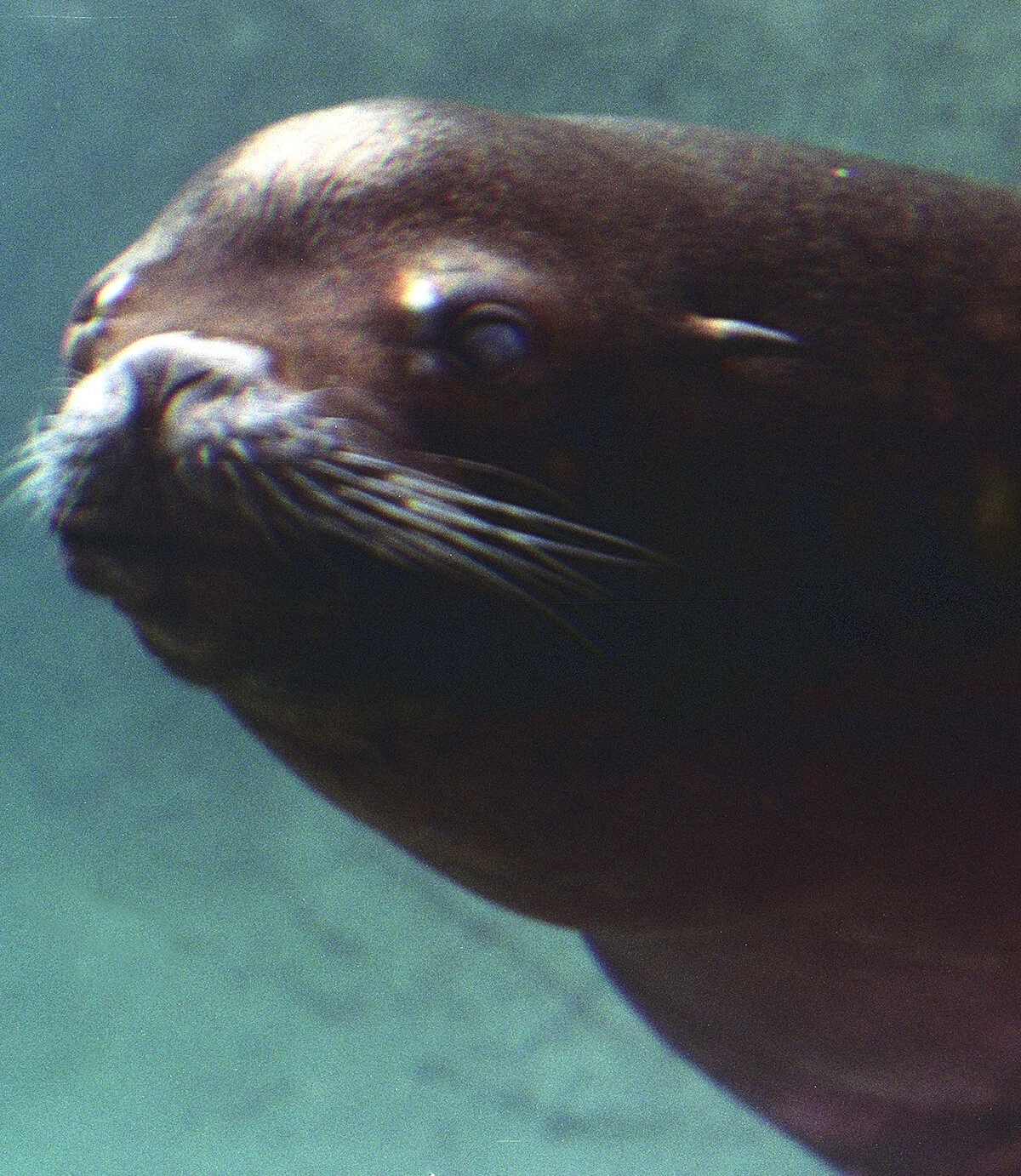 rhode-island-walrus.jpg