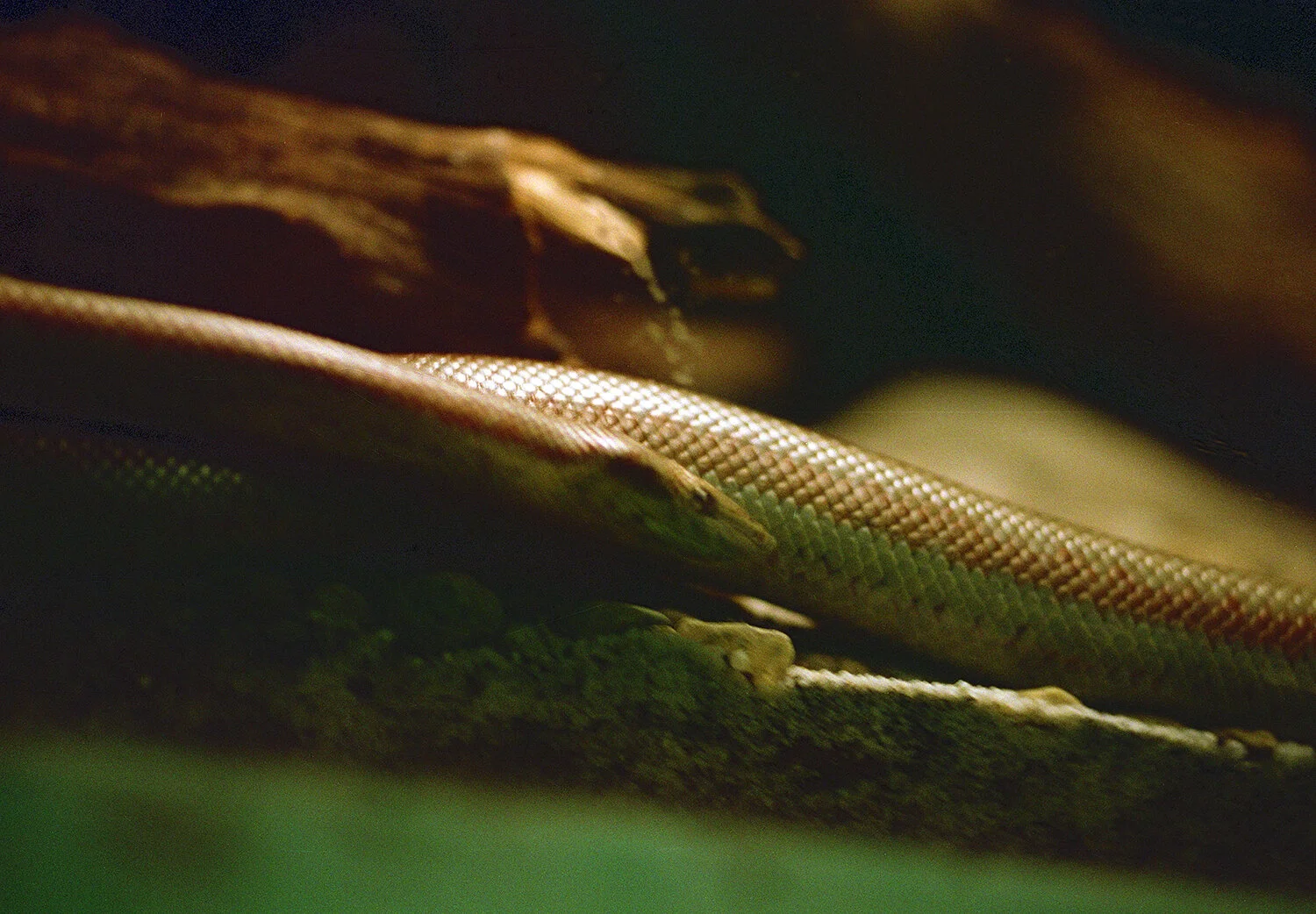 snake-providence.jpg