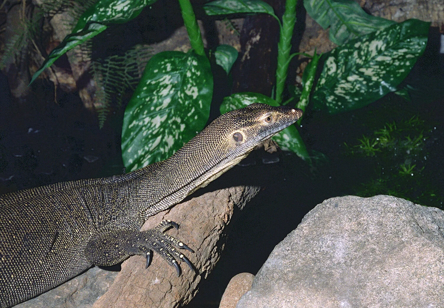 lizard-providence.jpg