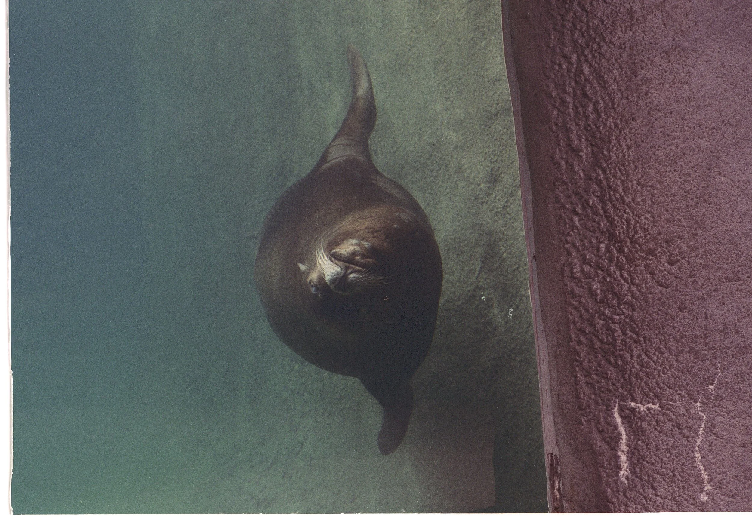walrus-prov-zoo.jpg
