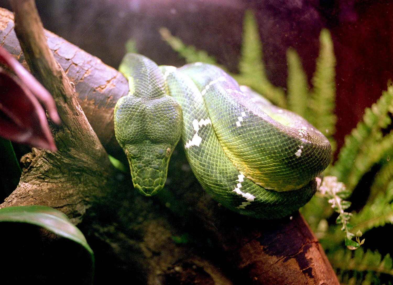 green-snake-providence.jpg