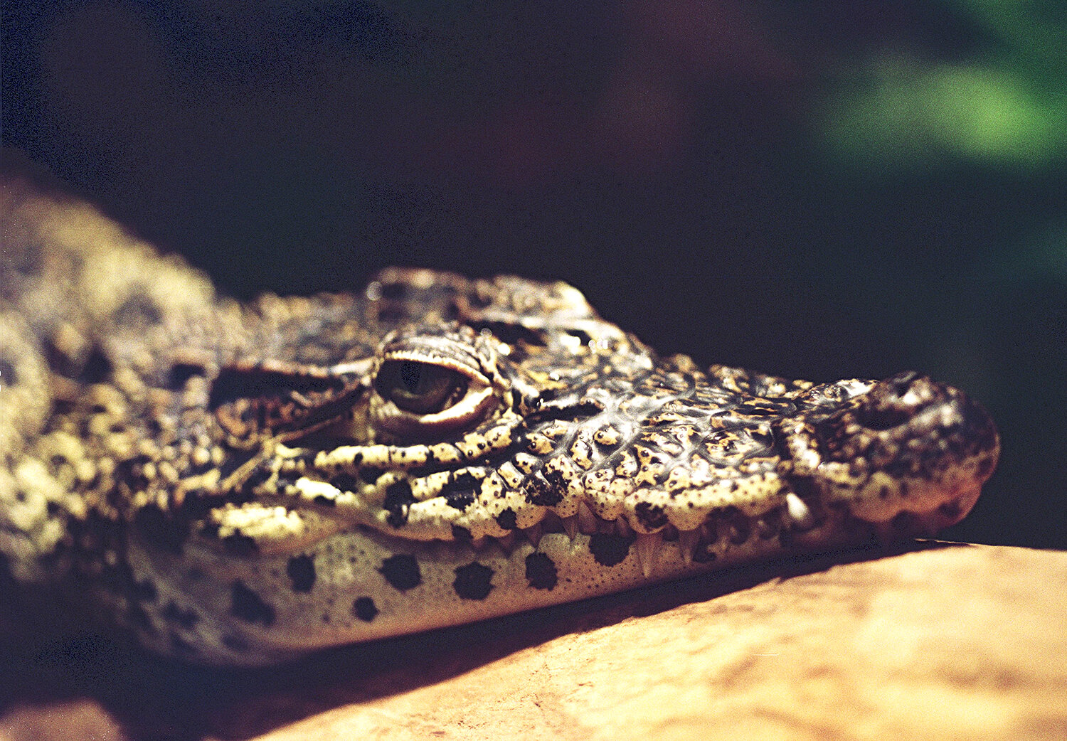 providence-zoo-crocodile.jpg