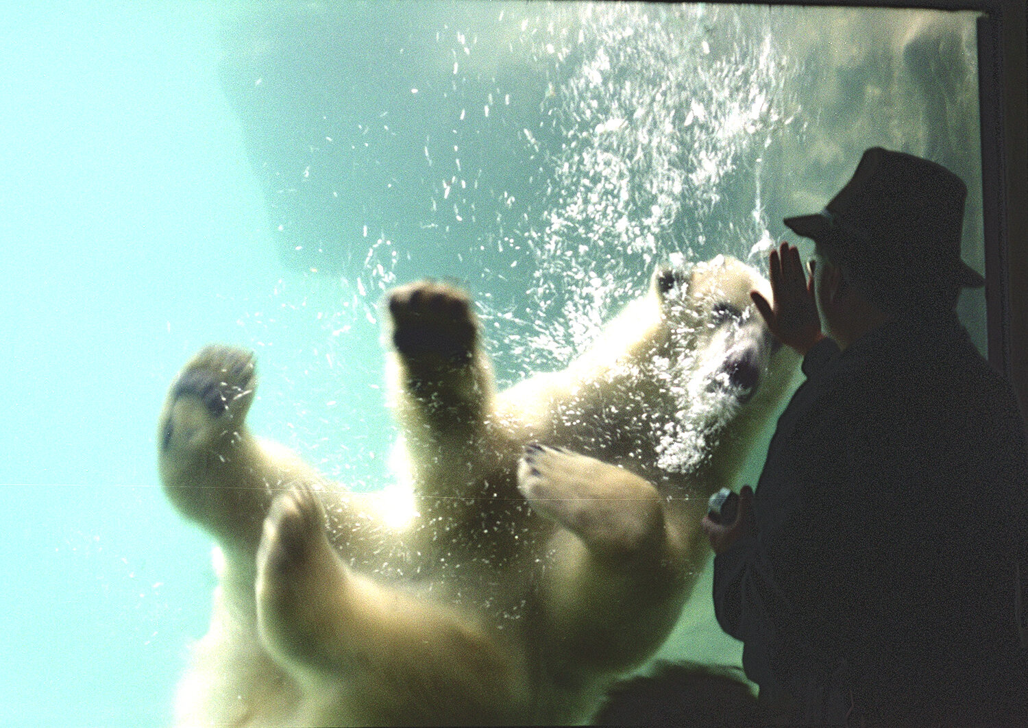 zoo-providence-polar-bear.jpg