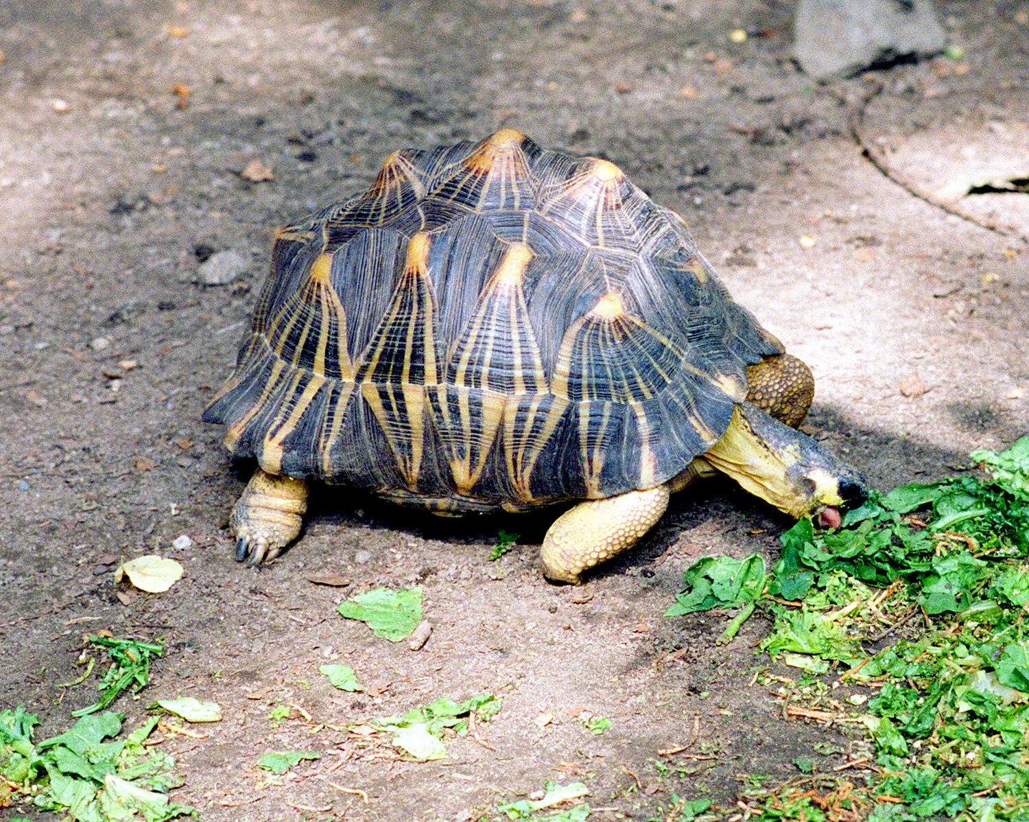 roger-williams-zoo-turtle.jpg