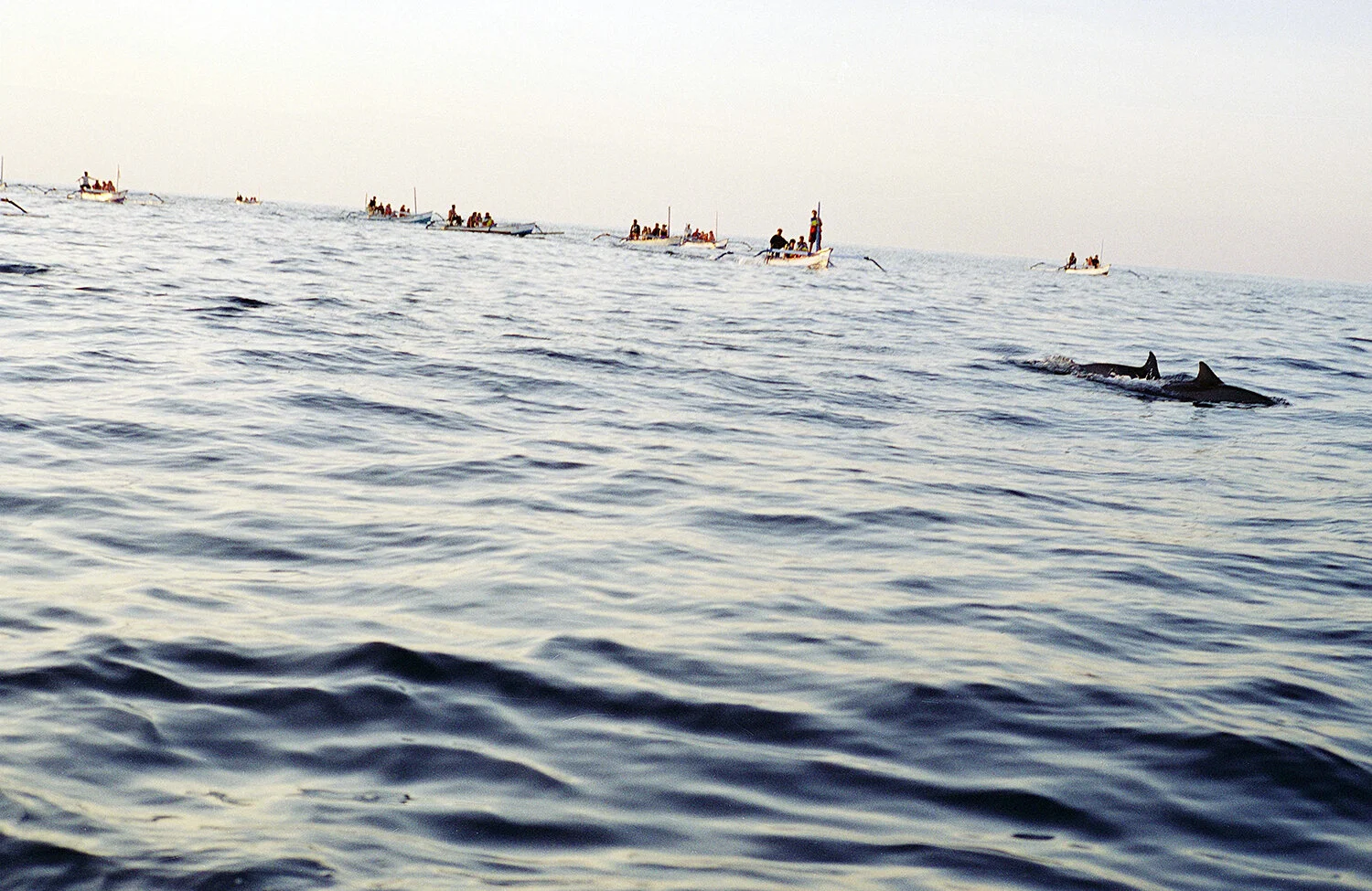 bali-lovina-dolphins.jpg