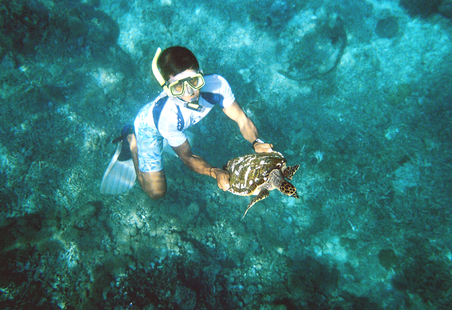 padangbai-turtle.jpg