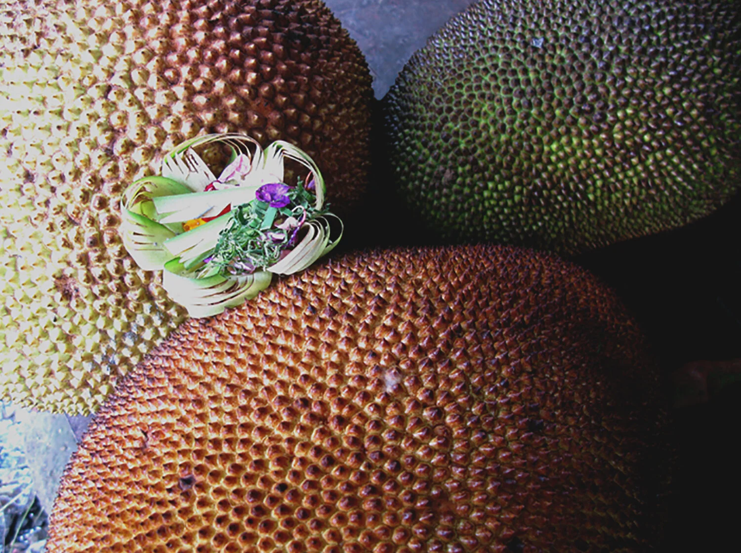 Jackfruit in Bali, Indonesia