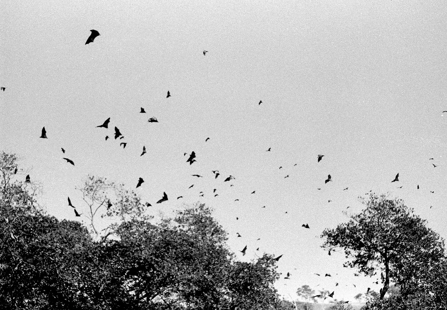 Flying Foxes