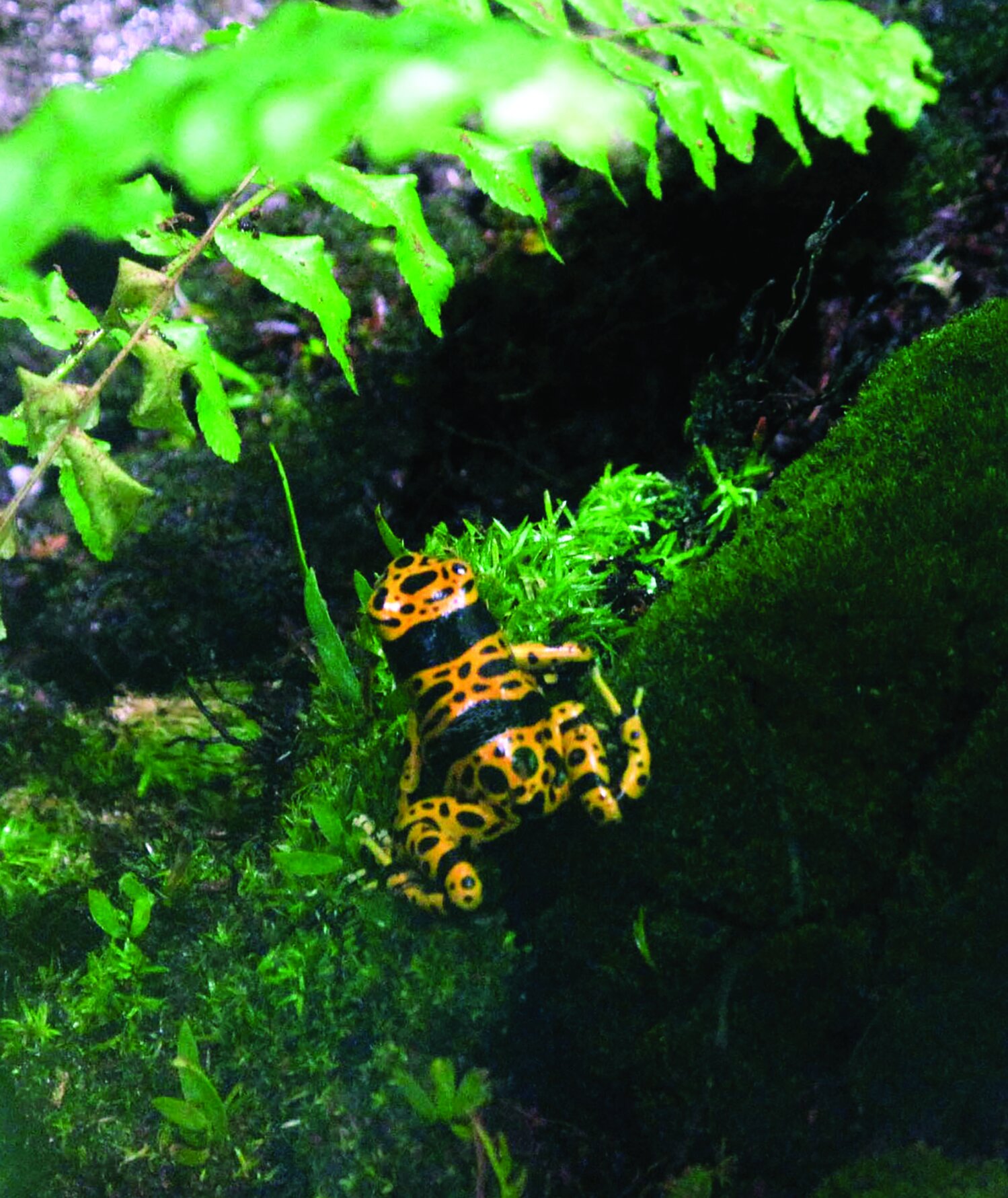 Bumble Bee Dart Frog