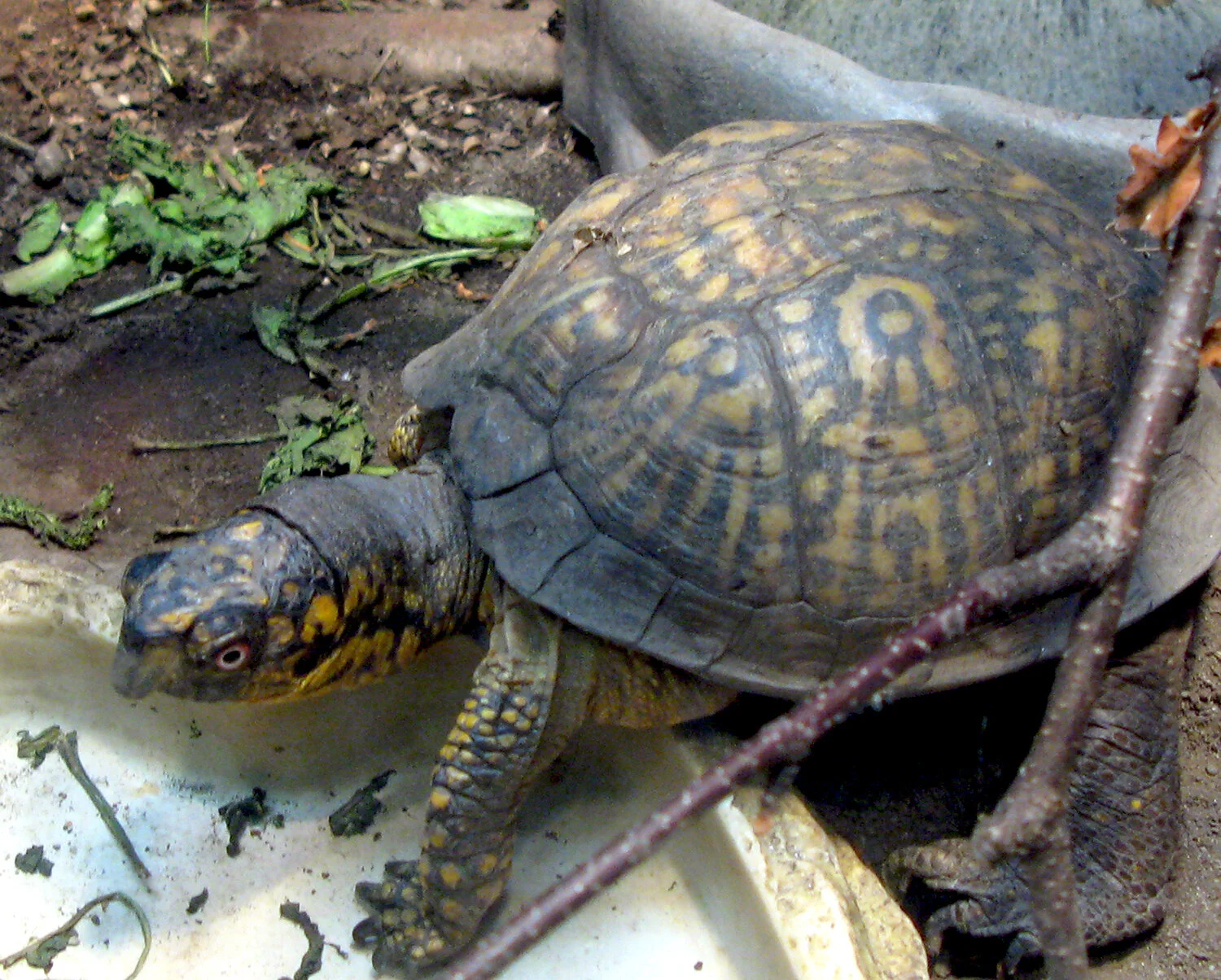 providence-zoo-turtle.jpg