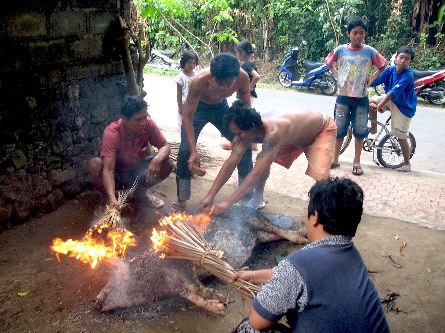 A pig that was slaughtered having the skin burnt for easier butchering in Bali