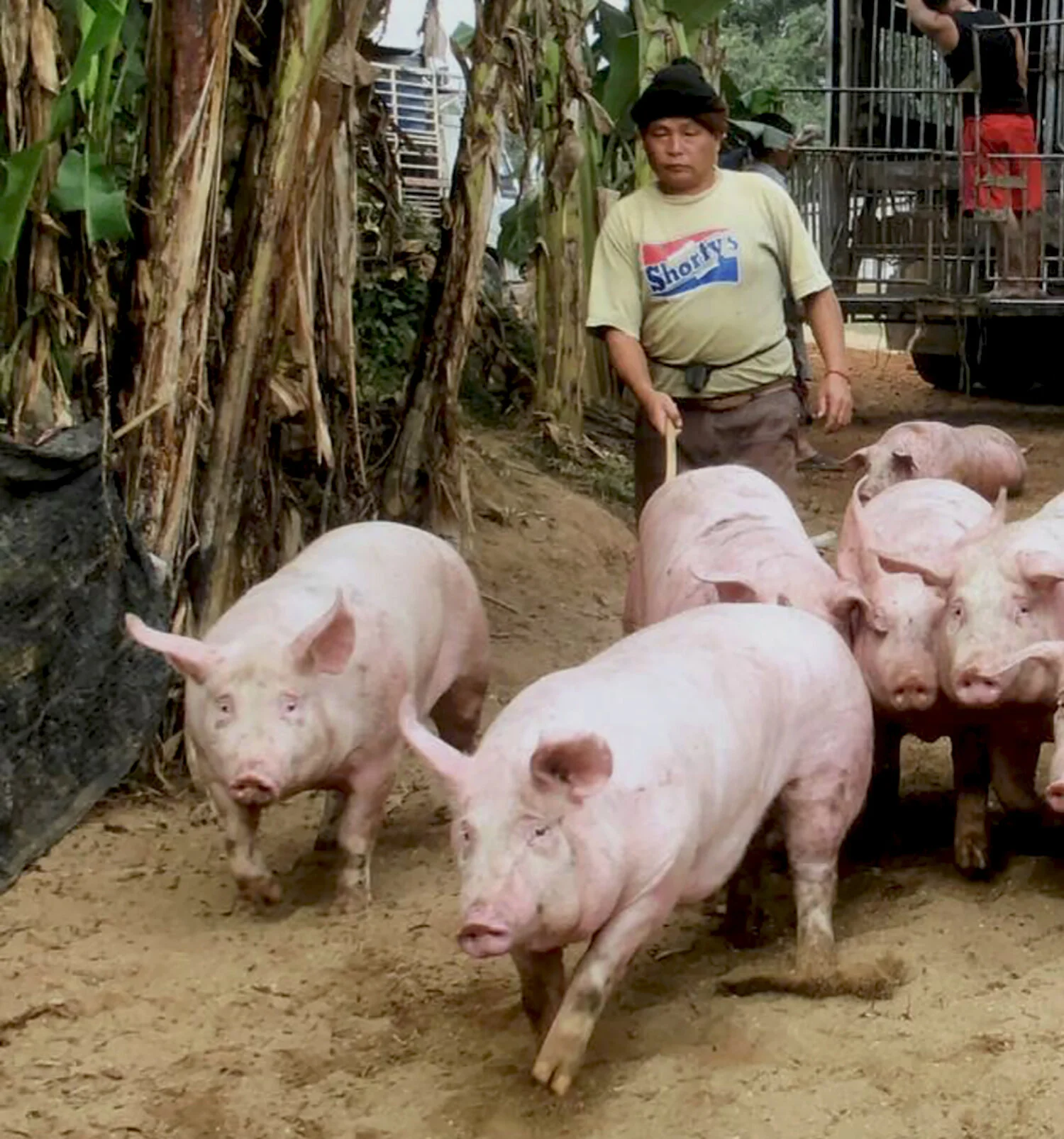 pigs in thailand.jpg