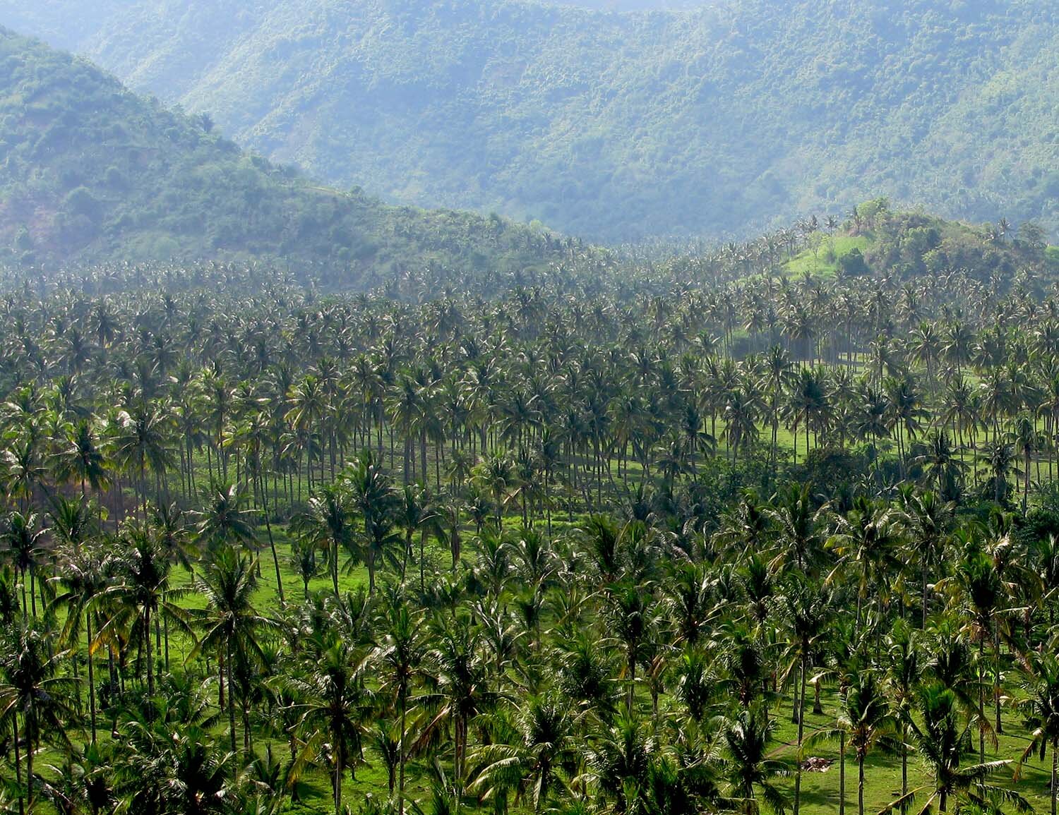 lombok palm trees.jpg
