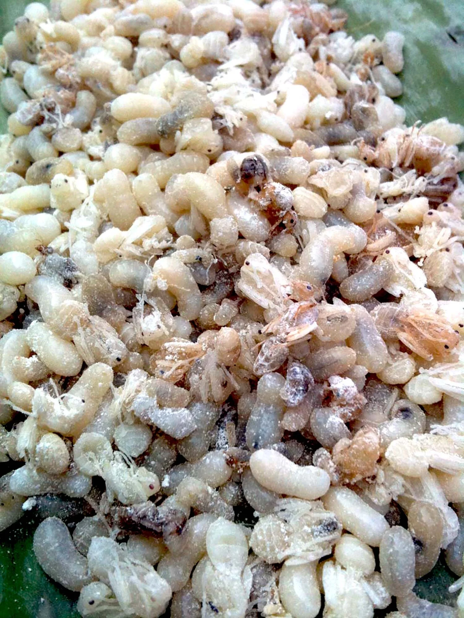 ant-egg-omelet.jpg