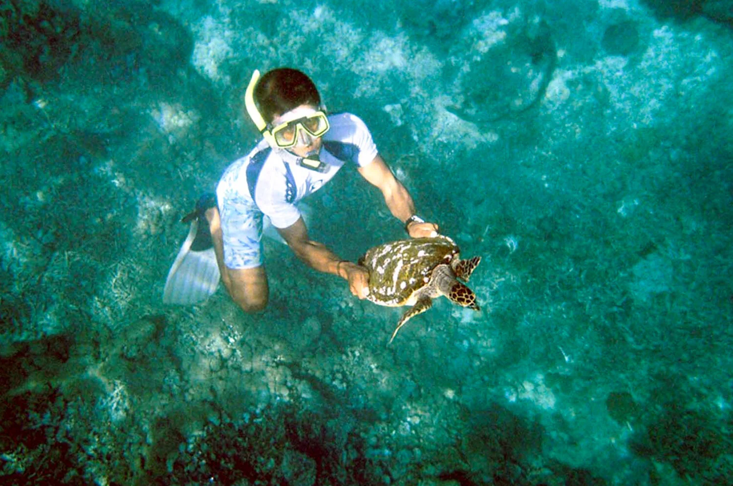 diveing-to-find-turtle.jpg