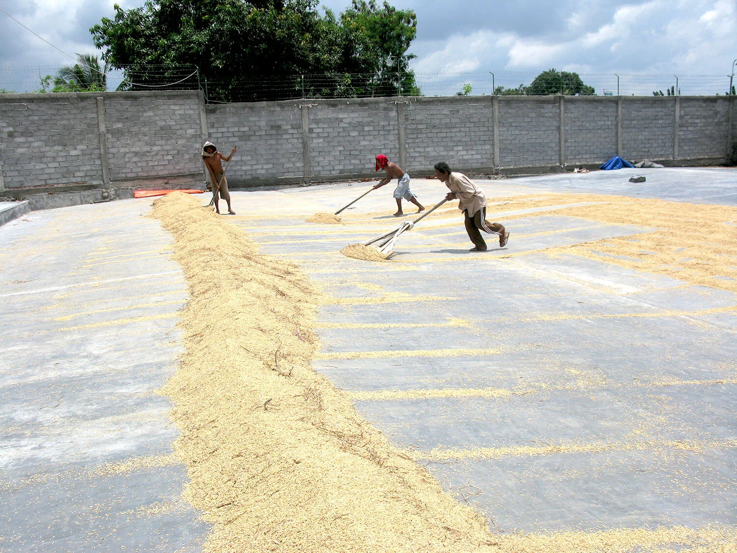 Drying Rice