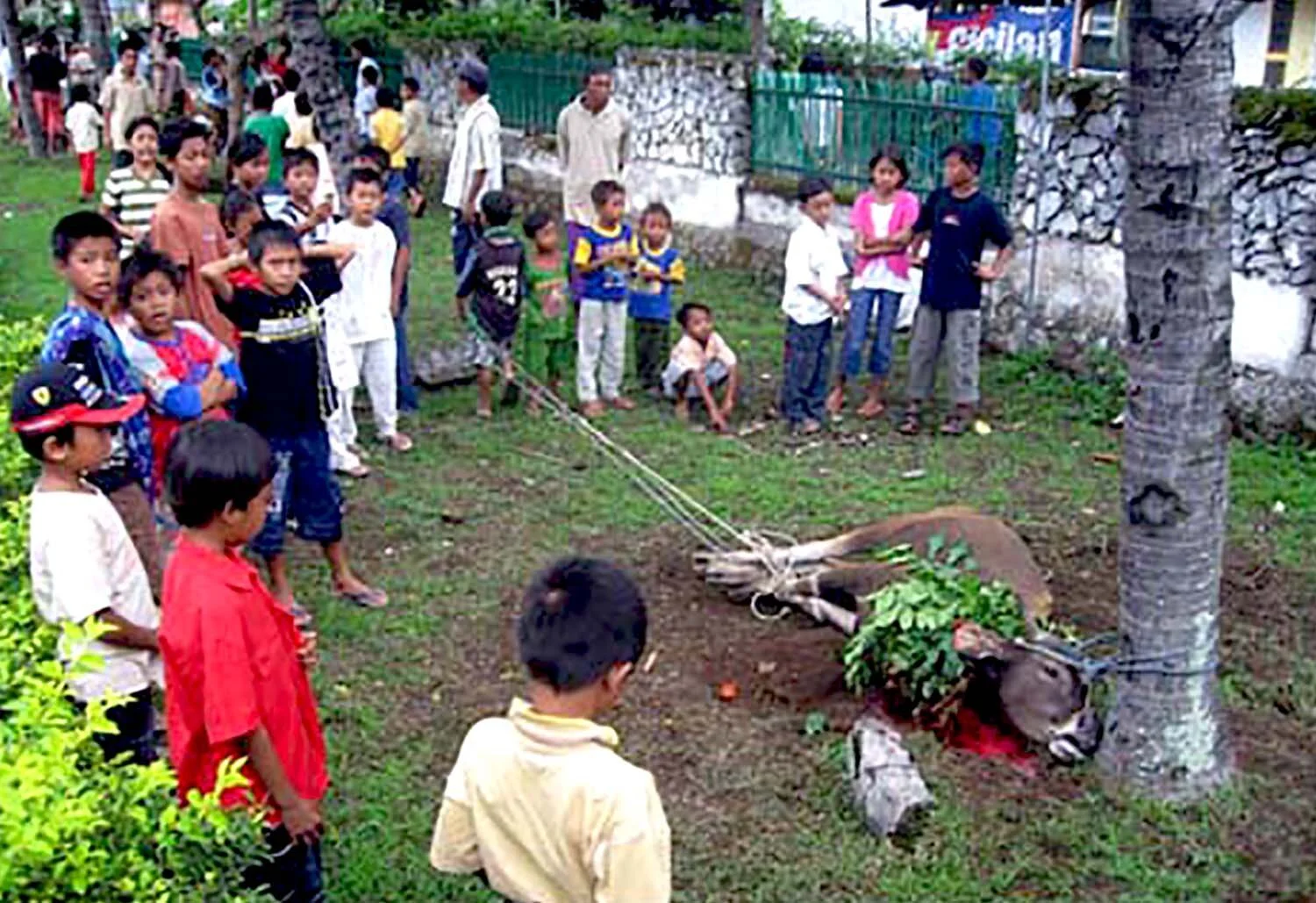 A donkey is sacrificed in honor of Ishaq, the 8th child of Mohamed
