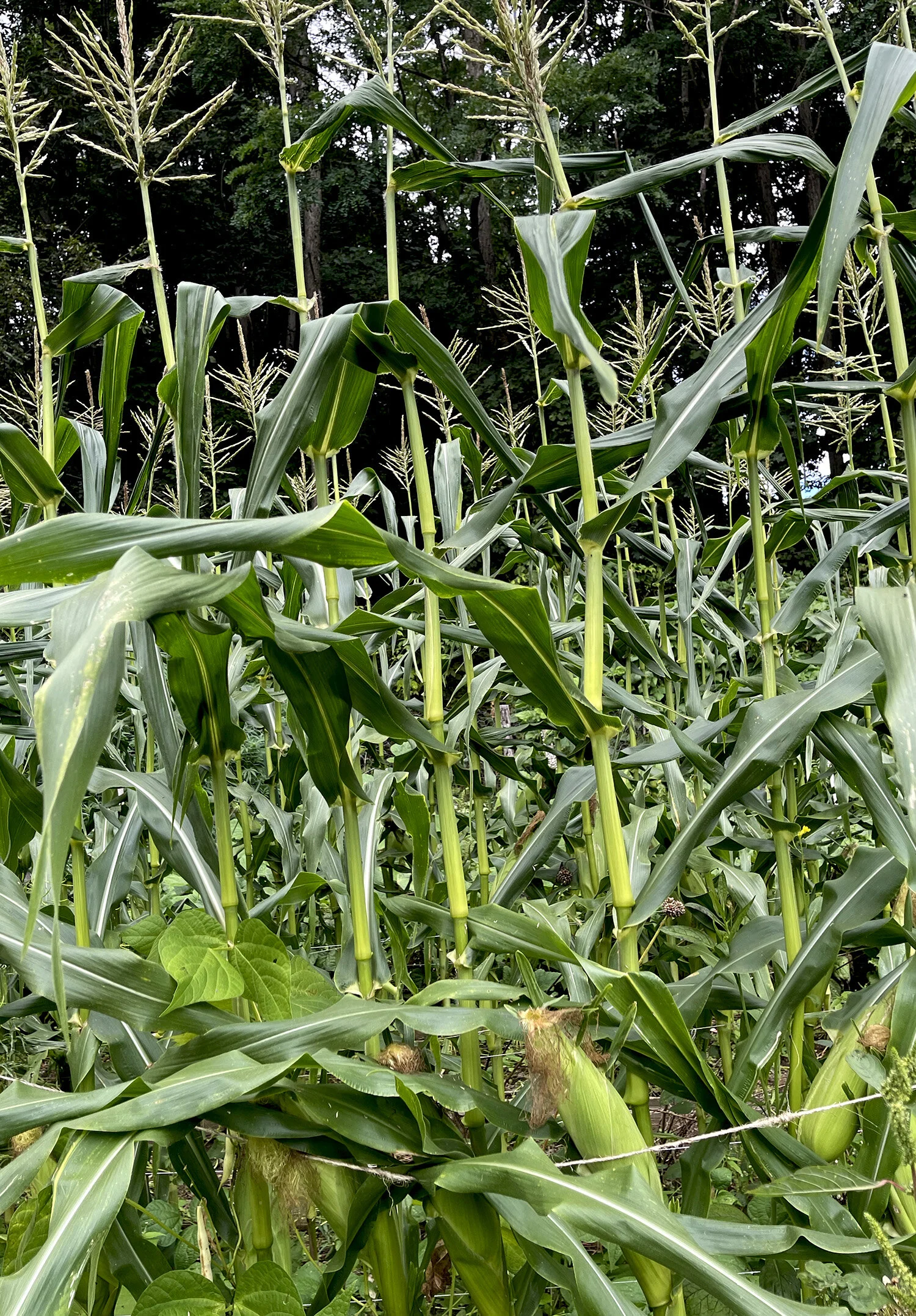 Corn