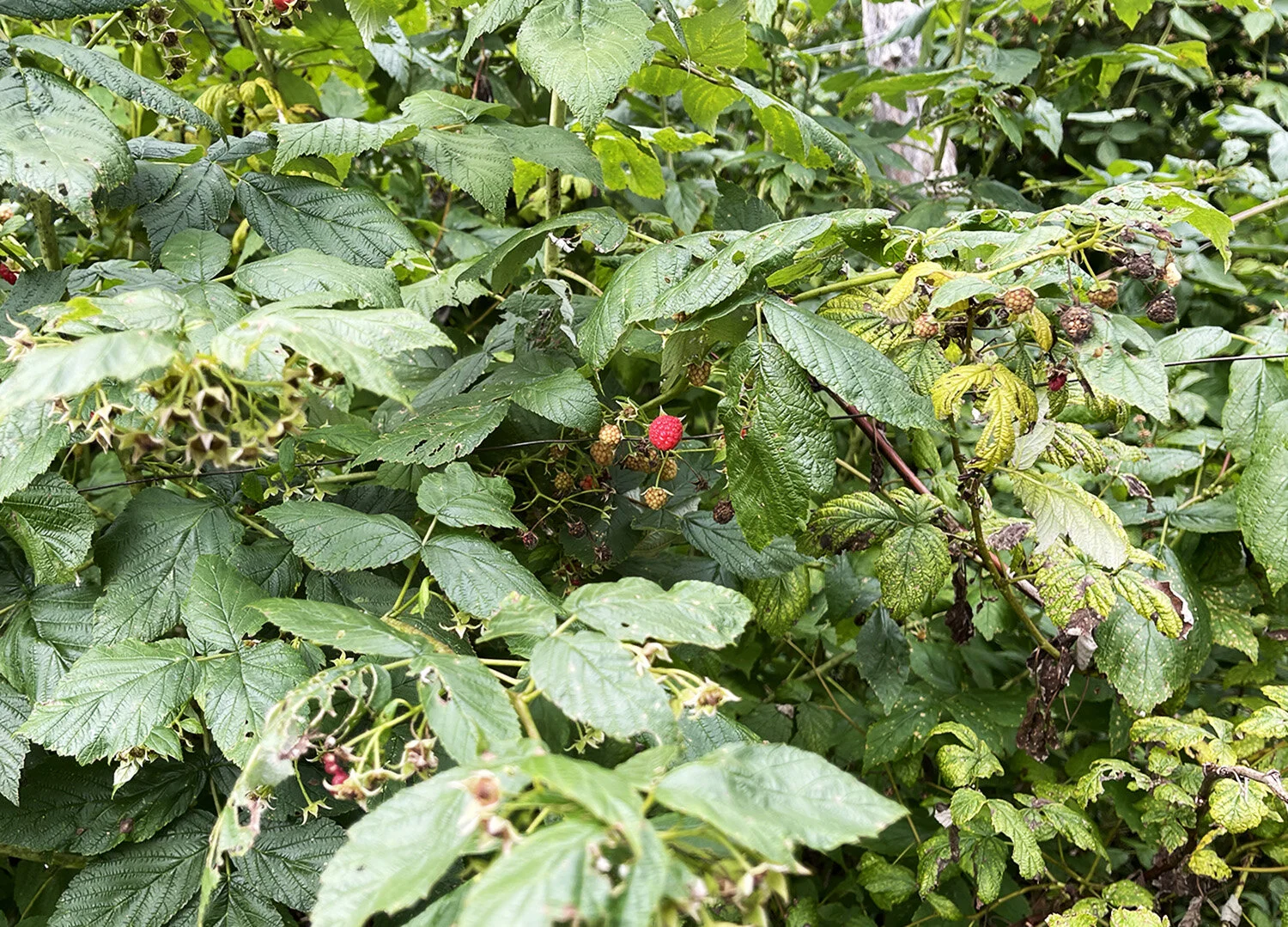 Raspberry Bush