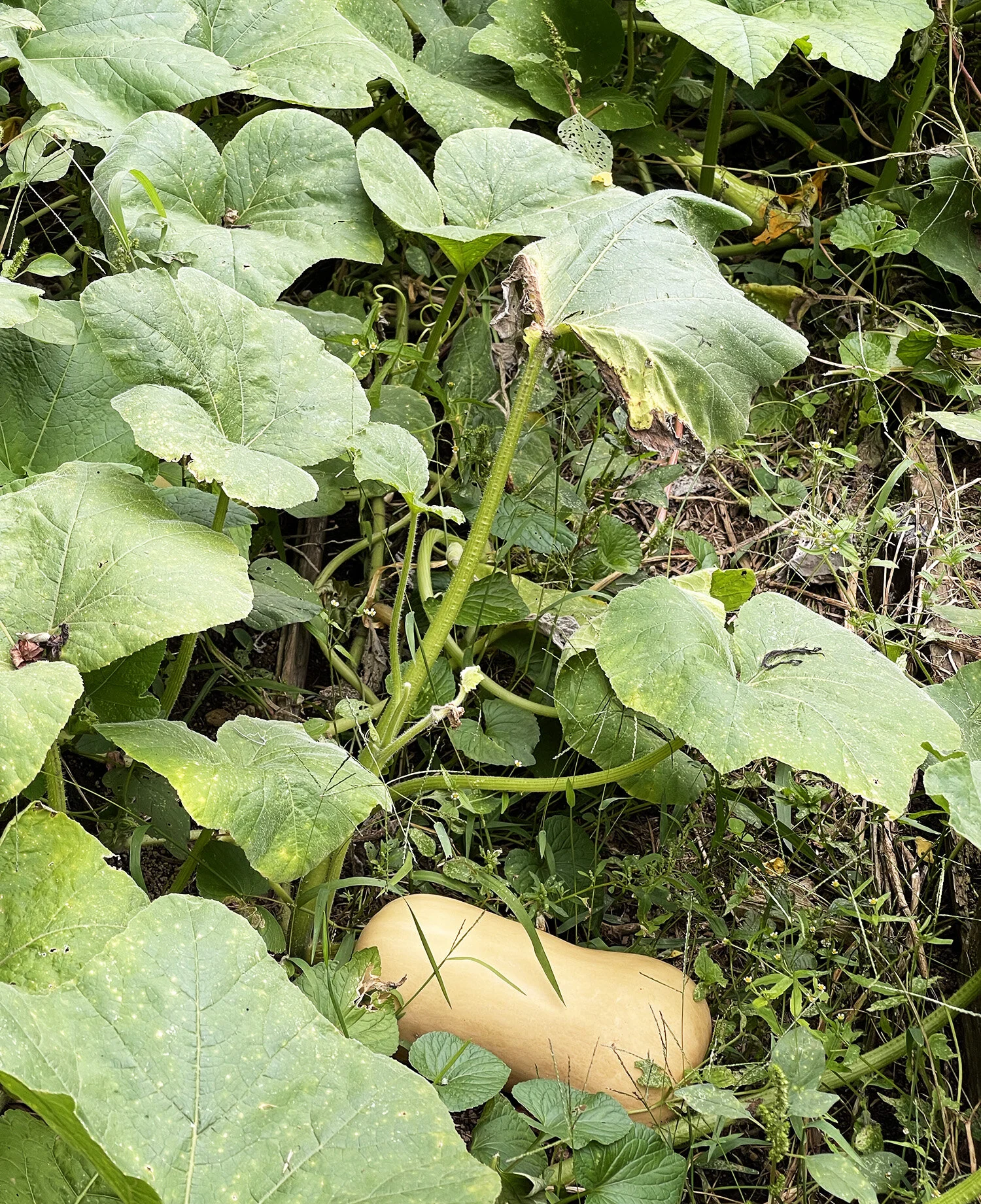 Squash