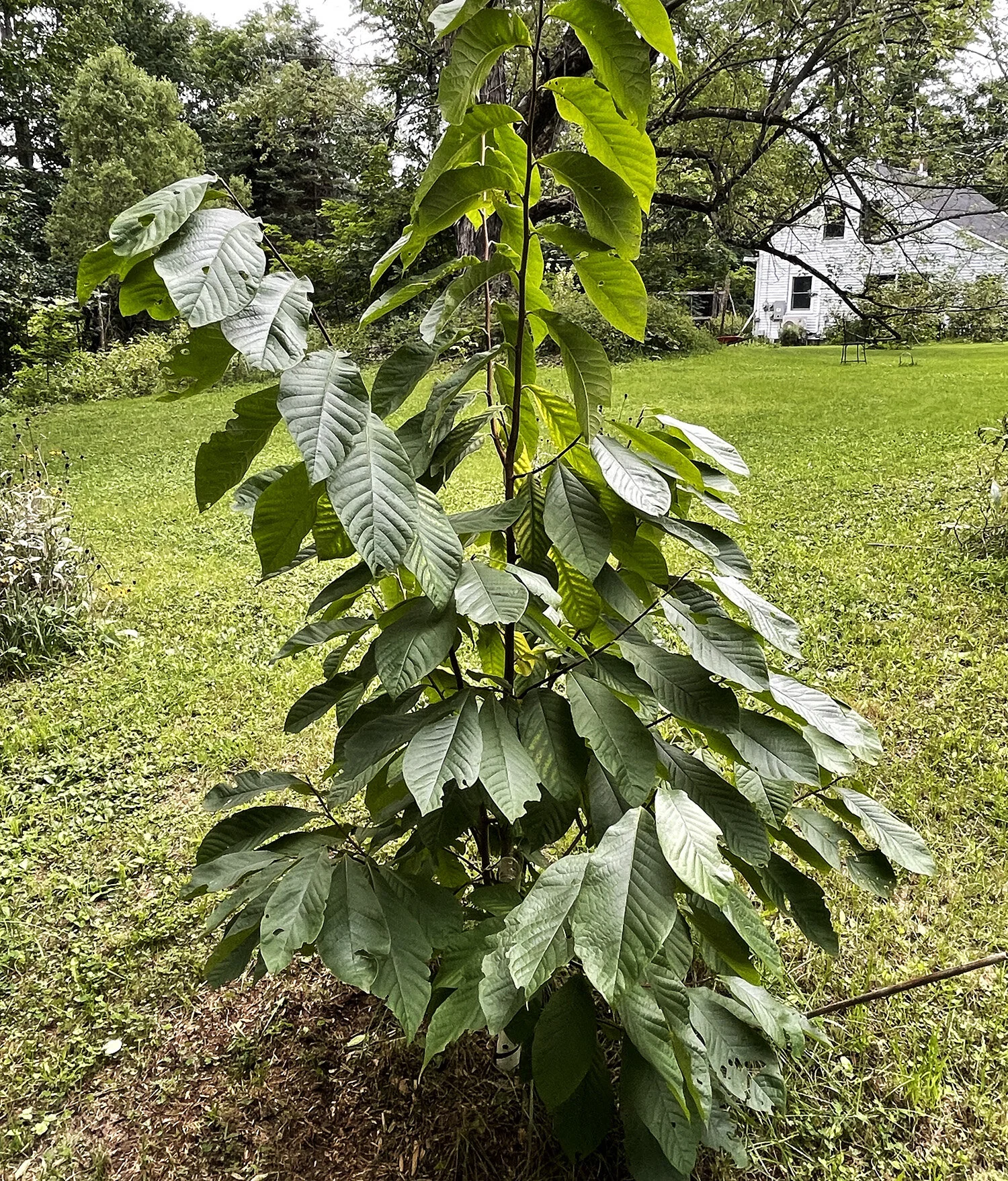 Papawa Tree