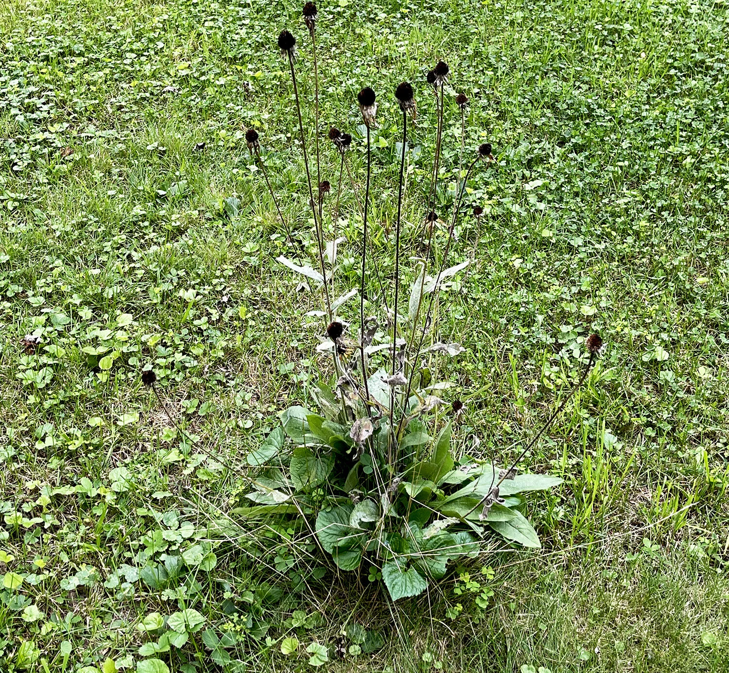 Lazy Susan Plant