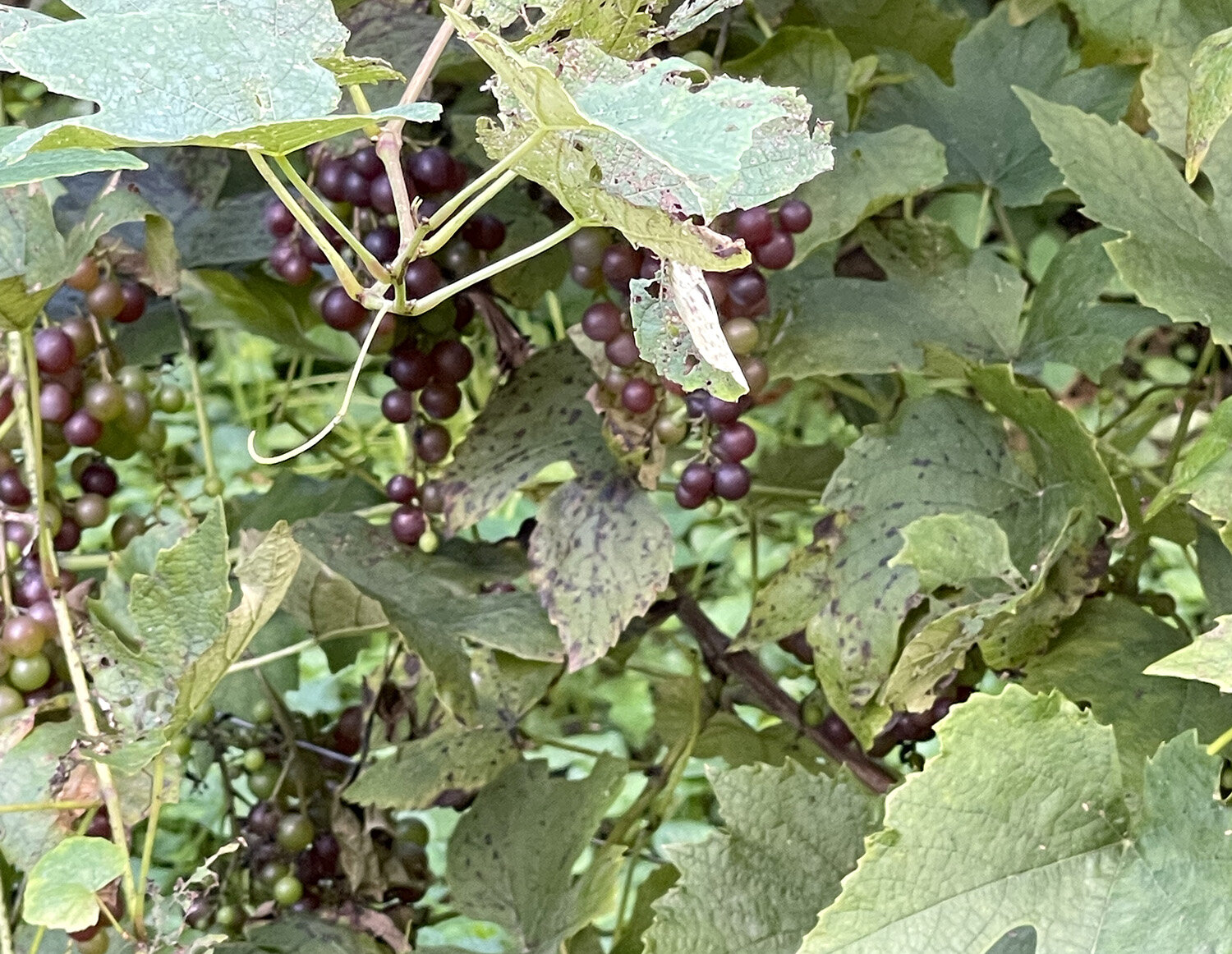 Grapes