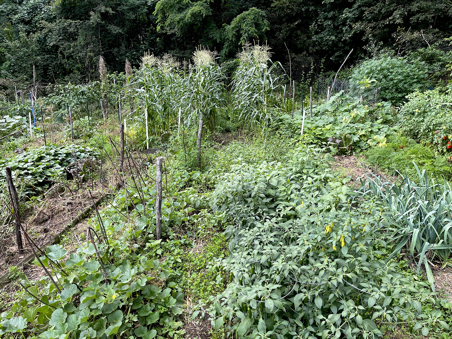 Lush Garden