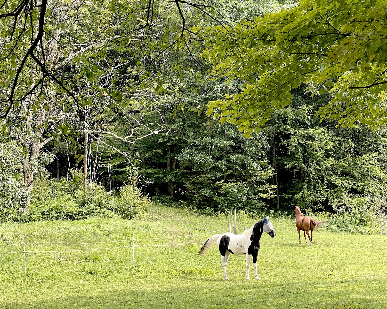 Vermont has a sizable horse population