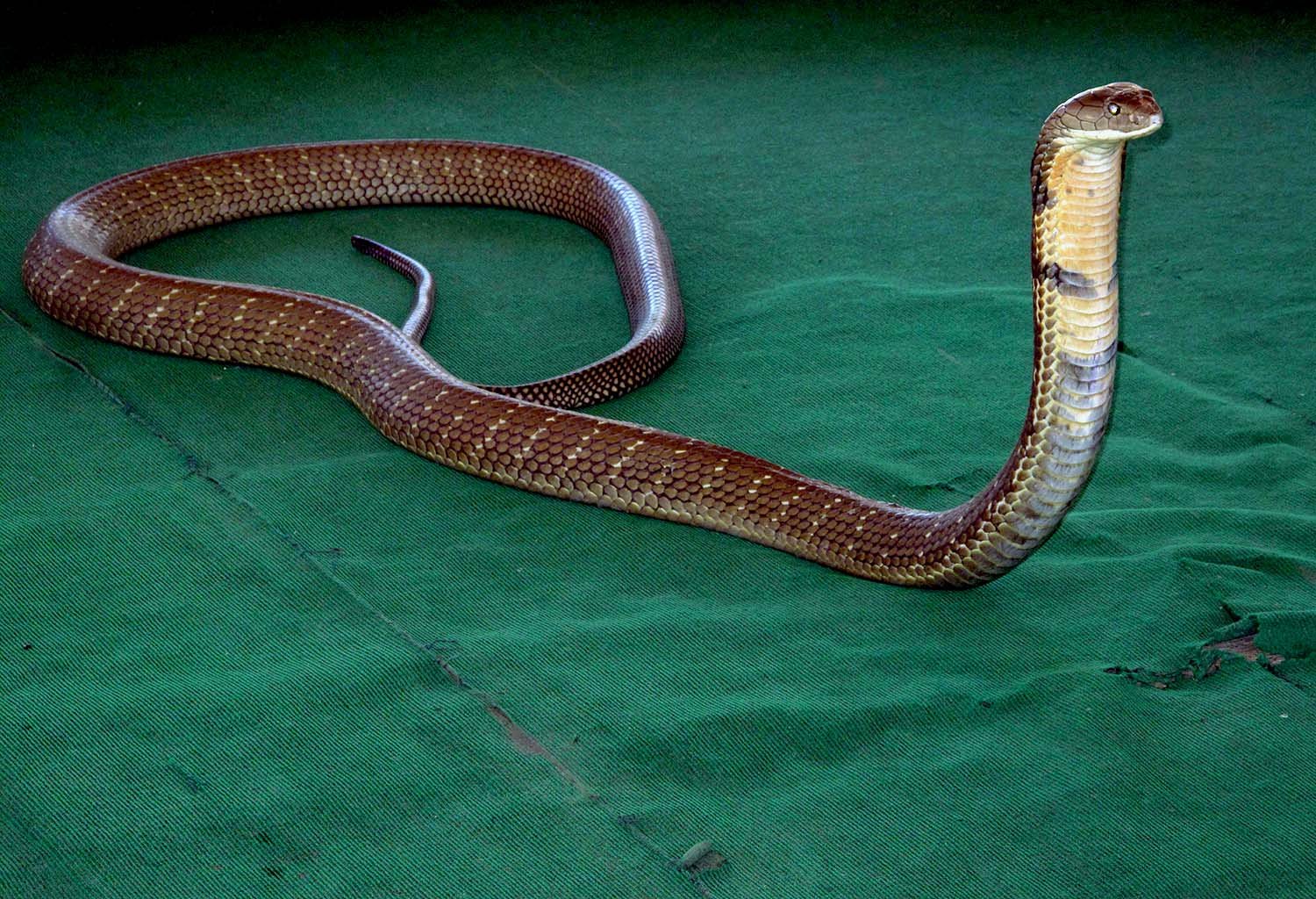 Cobra Show