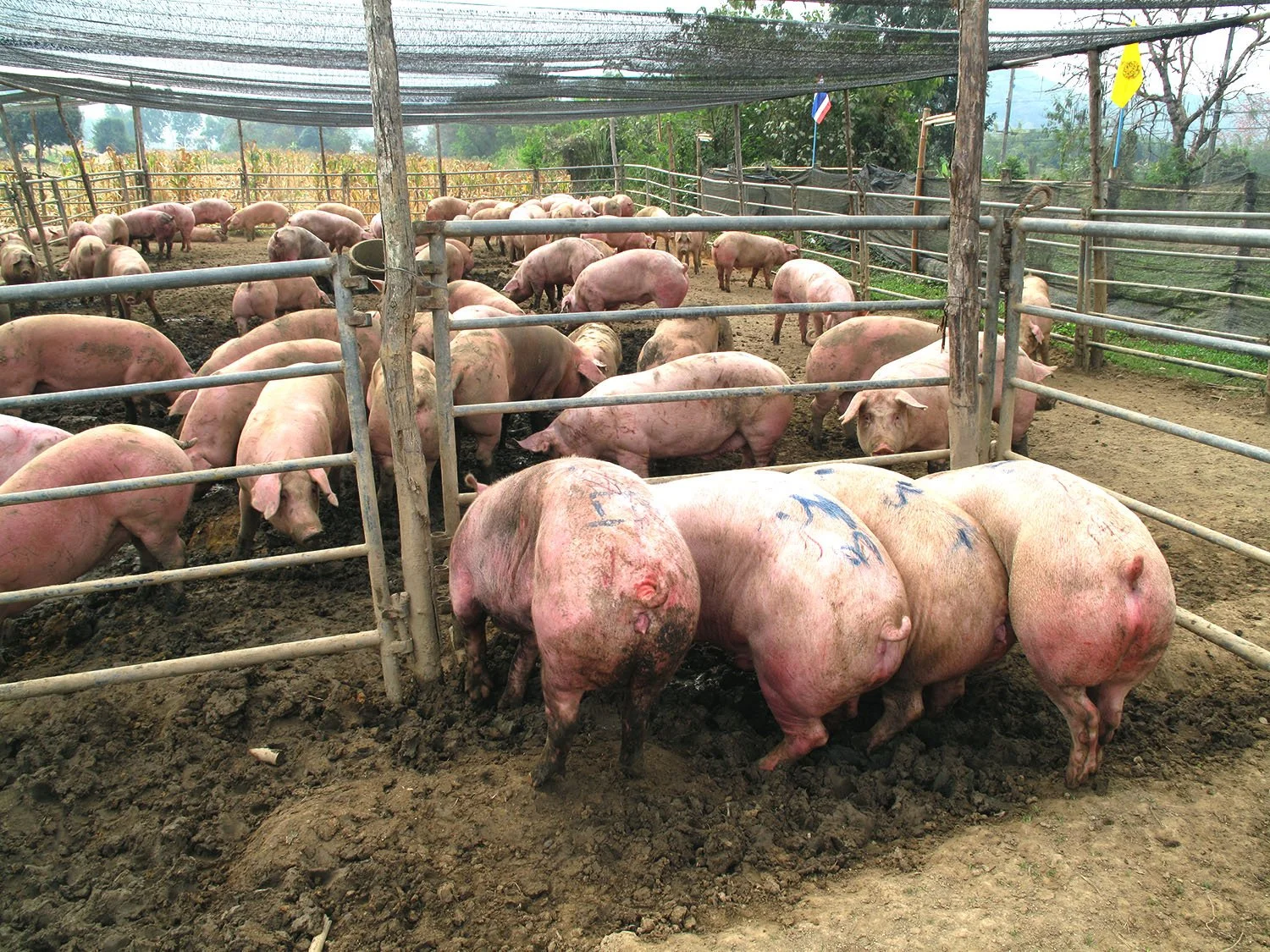 Pig Farming