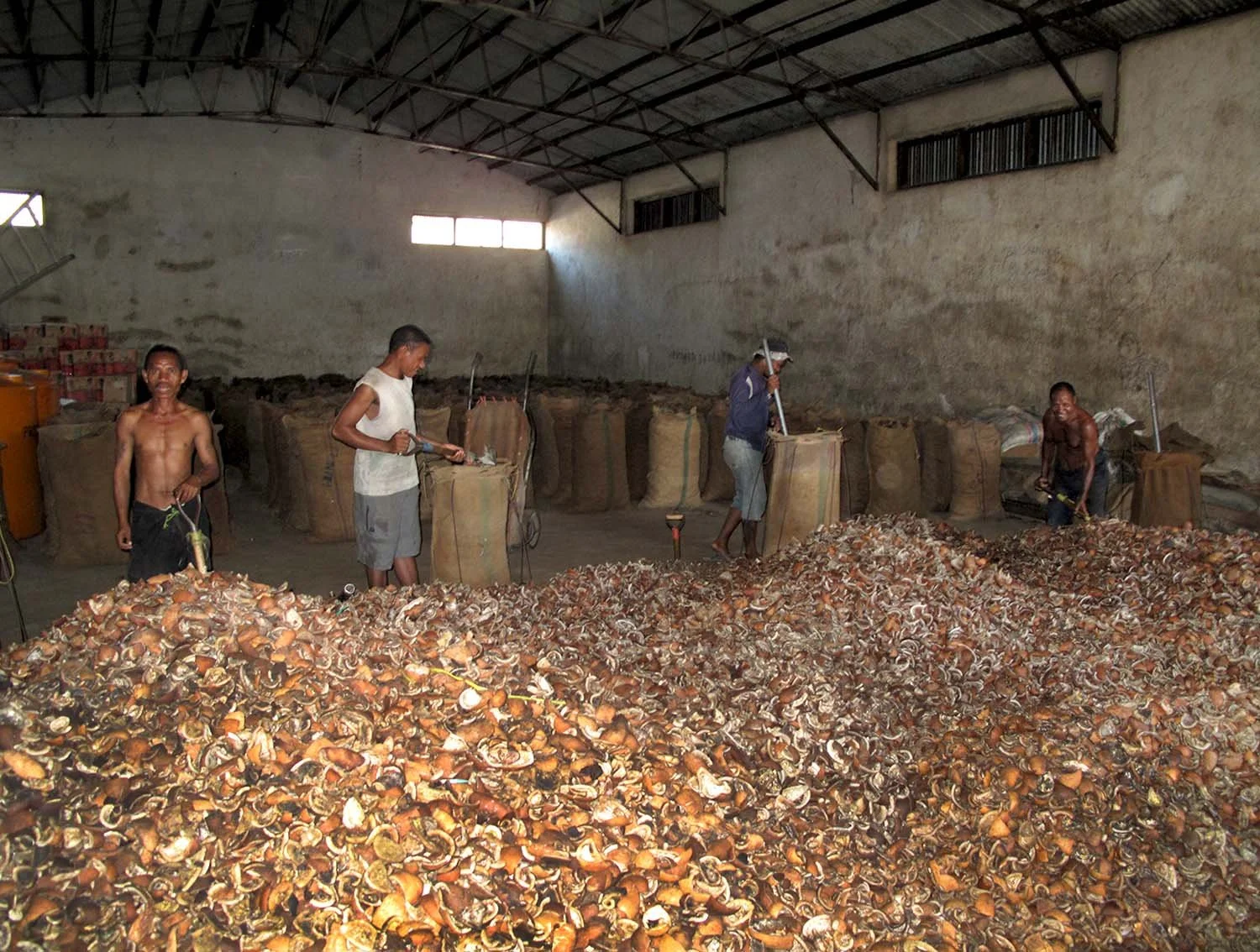 Coconut Shells