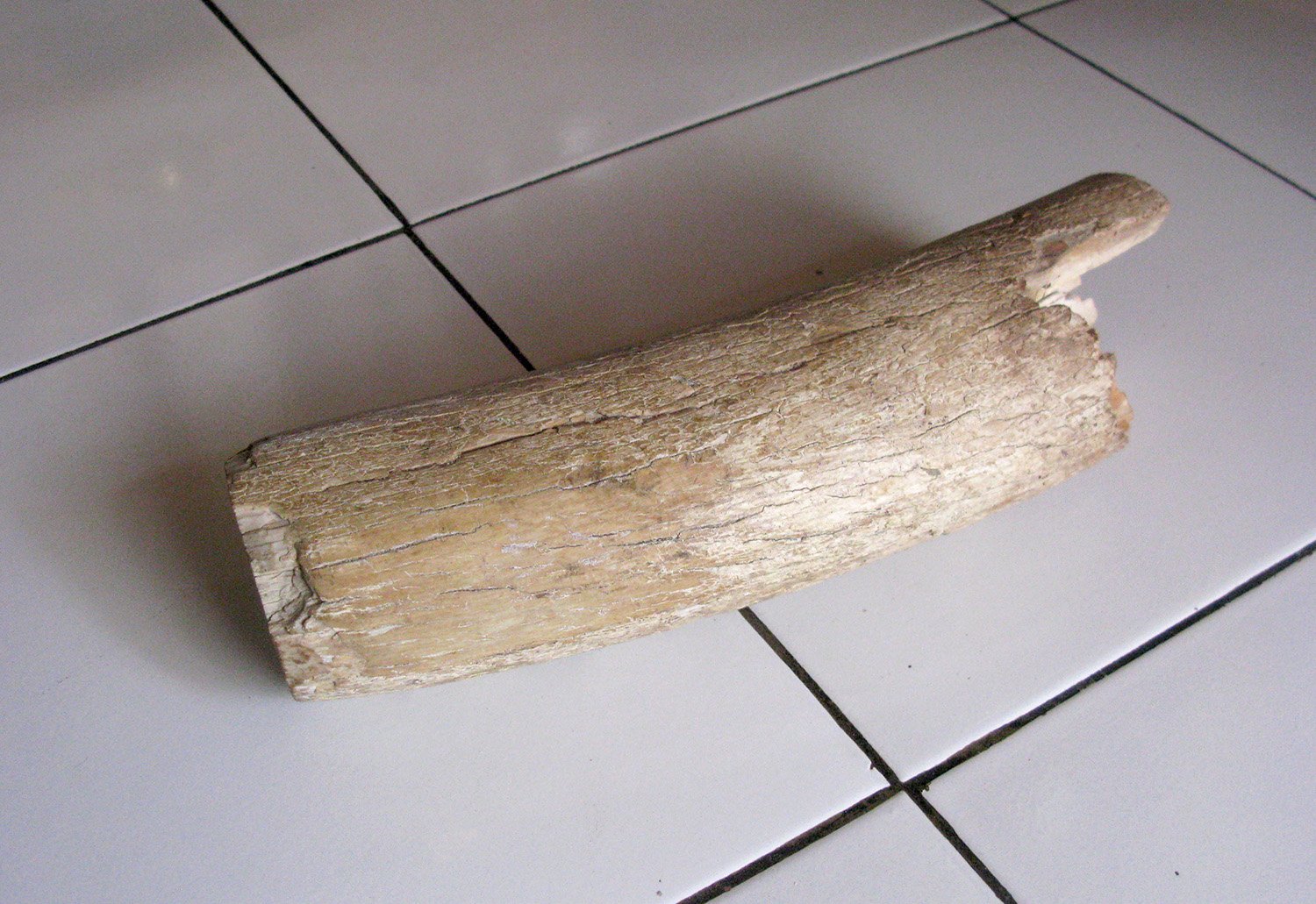 Bone Carving